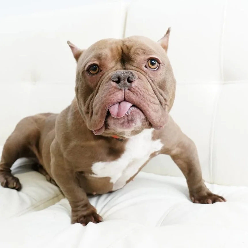 Welcome to Coco&rsquo;s Heart Peanut! 

This little pumpkin went unclaimed at a local impound and was welcomed to rescue with open arms. She is such a character with a heart of gold who gets along with other dogs, kids, and cats too! She would love t