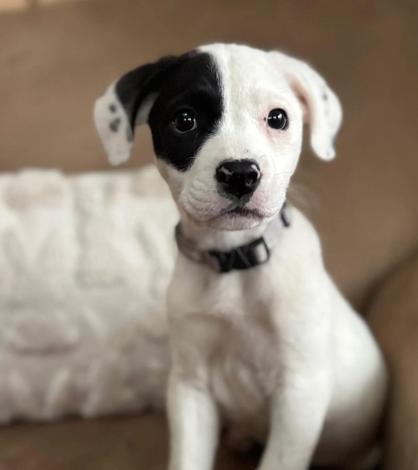 Welcome to Coco&rsquo;s Heart Prue &amp; Piper! 

These two lovely girls arrived to rescue recently when they needed a second chance from a rural area. They are reported to be bulldog mixes with hearts of pure gold who adore life- morning or night, t