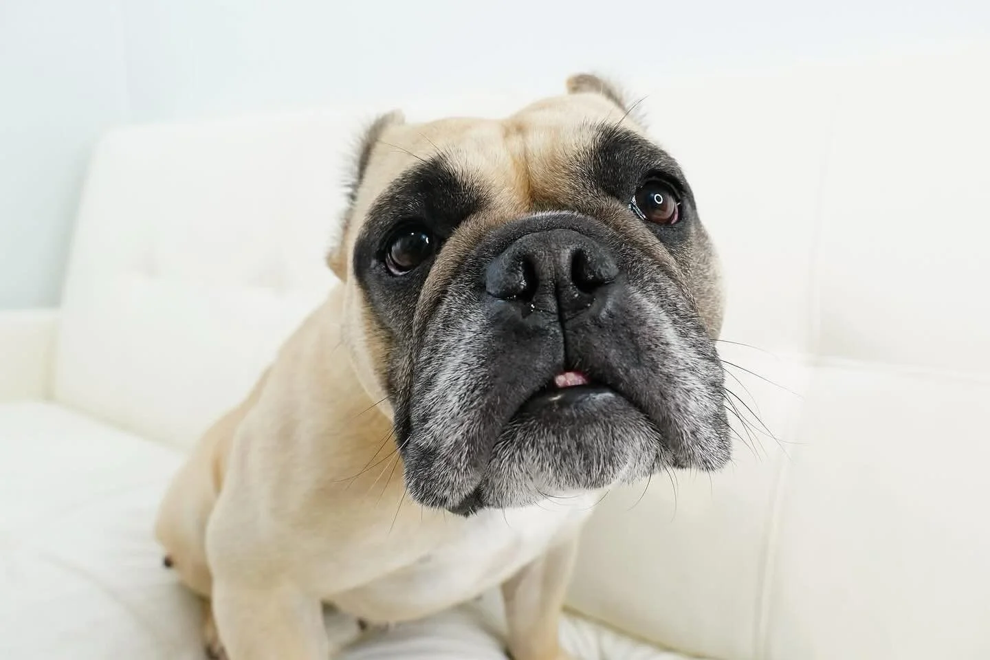 Welcome to Coco&rsquo;s Heart Fifi! 

She is a beautiful 7 year old French Bulldog (mix?) with a heart of gold who is doing well as she settles into rescue but fair warning, she will wriggle into your heart within minutes of meeting her!

For more in