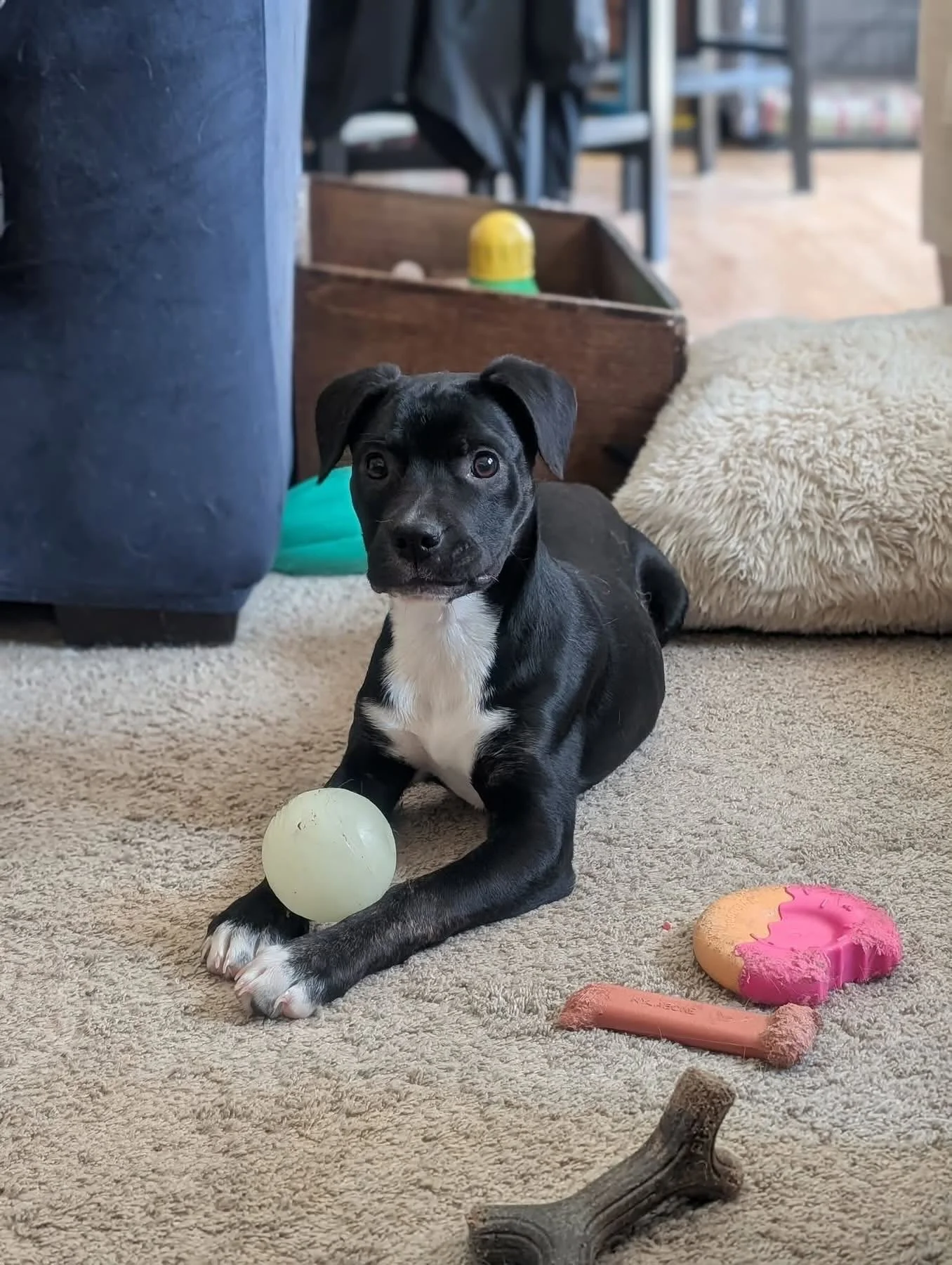 World, meet Pudgey! 

There is just something about this little guy that will bring a smile to your face. He doesn&rsquo;t really walk so much as wiggles his way around where he needs to go, and a tail wag usually involves his whole bum. He absolutel