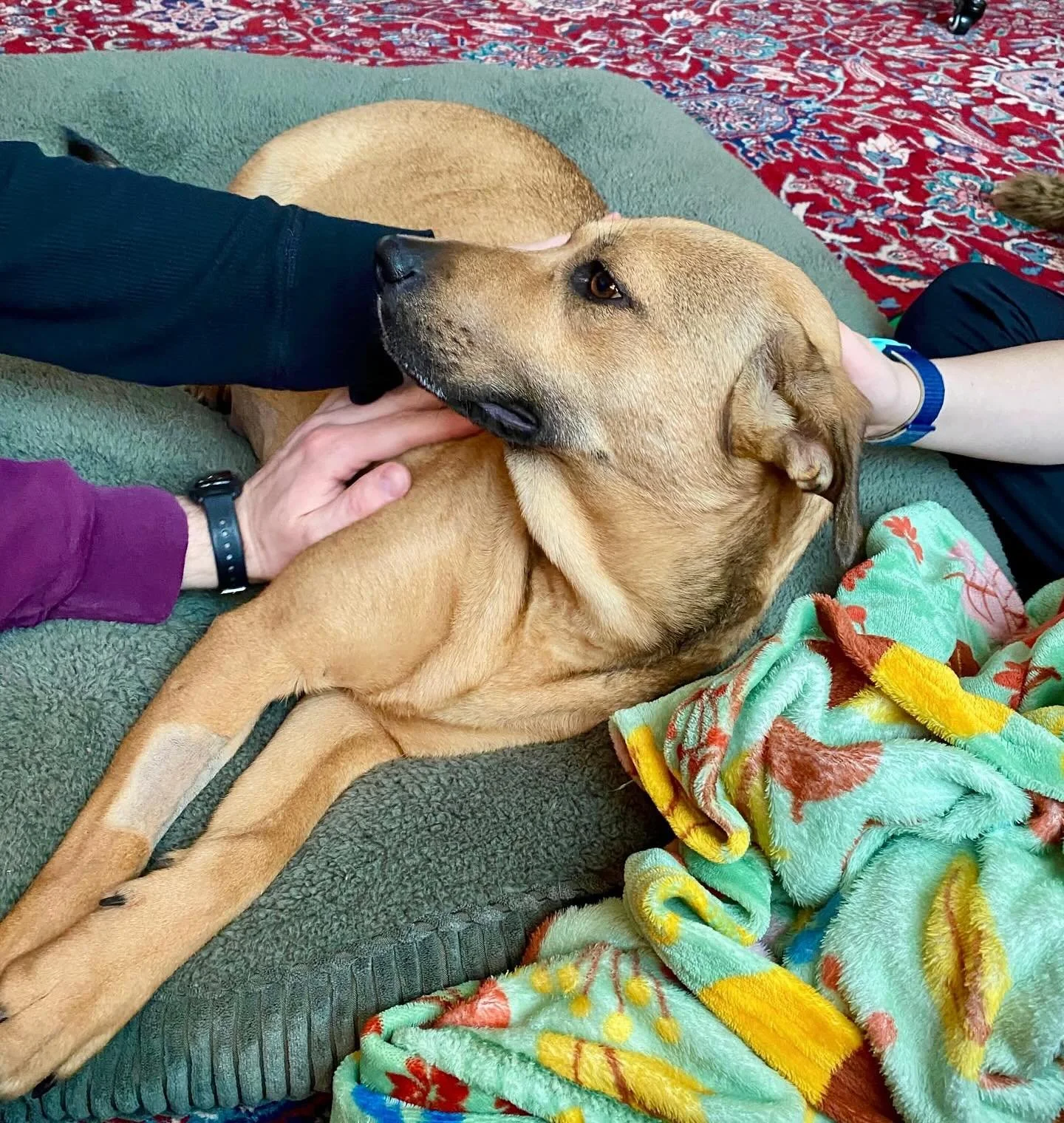 Hi&hellip; it&rsquo;s me, Lovis!

I&rsquo;m still waiting for my puppies to arrive, and I don&rsquo;t really know what the next days will bring. But I do know one thing, because of Coco&rsquo;s Heart Dog Rescue and a wonderful foster family, I&rsquo;