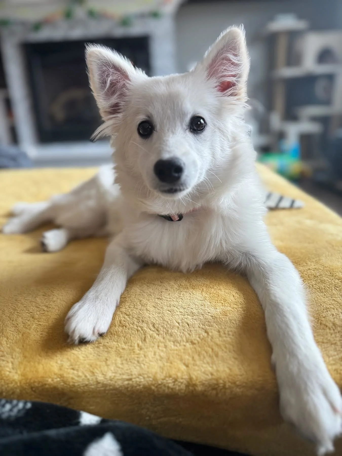Welcome to Coco&rsquo;s Heart Tia Maria!

Meet Tai Maria, a sweet 5-month-old American Eskimo puppy looking for her forever home! 🤍

When she first arrived at our house, she was a little timid and unsure of the world. But over the past two weeks she