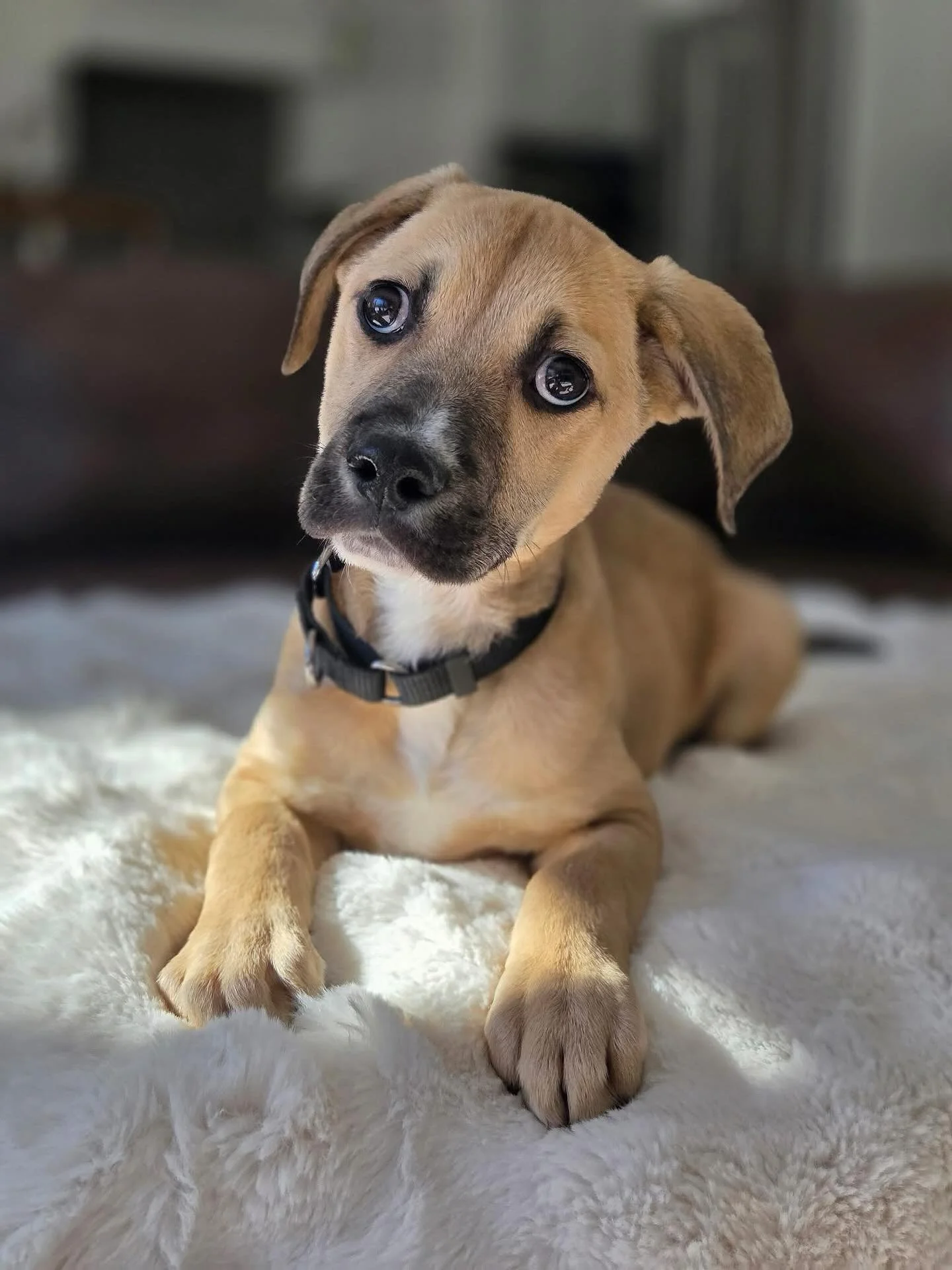 Meet John Preston (JP for short)! This guy is the best puppy! JP is a big cuddler with both dogs and humans.  He would love to be a lap dog, but he likes his dog bed just fine too!

He is learning what toys and treats are his favorite and learning ho