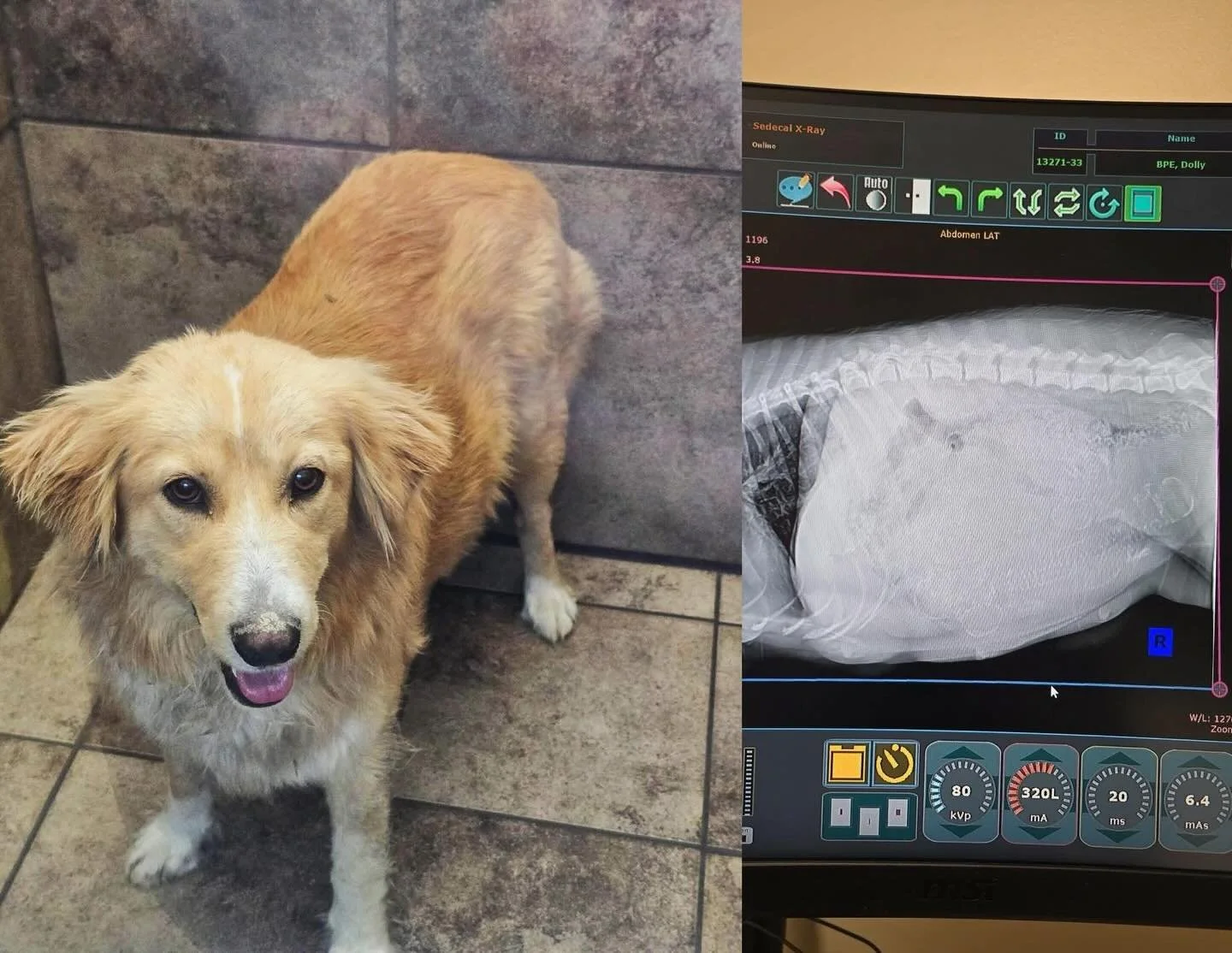 Tied to a tree&hellip; pregnant. 😞 

🚩URGENT WHELPING FOSTER NEEDED! 🚩

This plea was hard to read, it broke our hearts in more ways than one. We were notified from our partner shelter about a golden mix momma who was left tied to a tree outside a