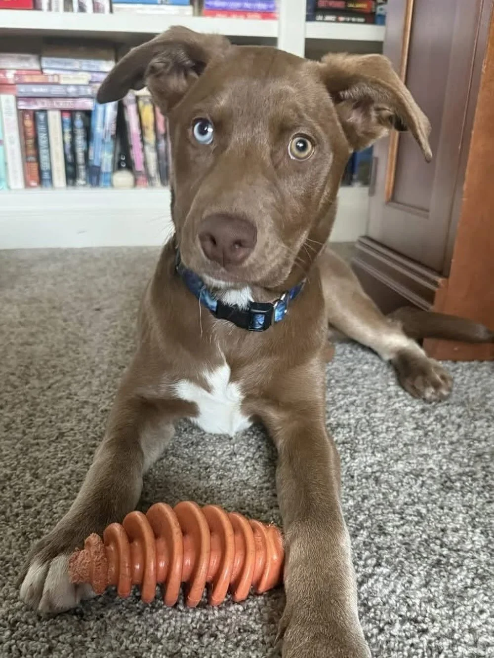 Foster or Forever Home Needed for Paisley! 

Our sweet Paisley girl has been growing up in rescue. She originally arrived with our Out of the Cold Rescue Effort in November 2025 along with 180+ other dogs and cats - almost all of them are adopted now