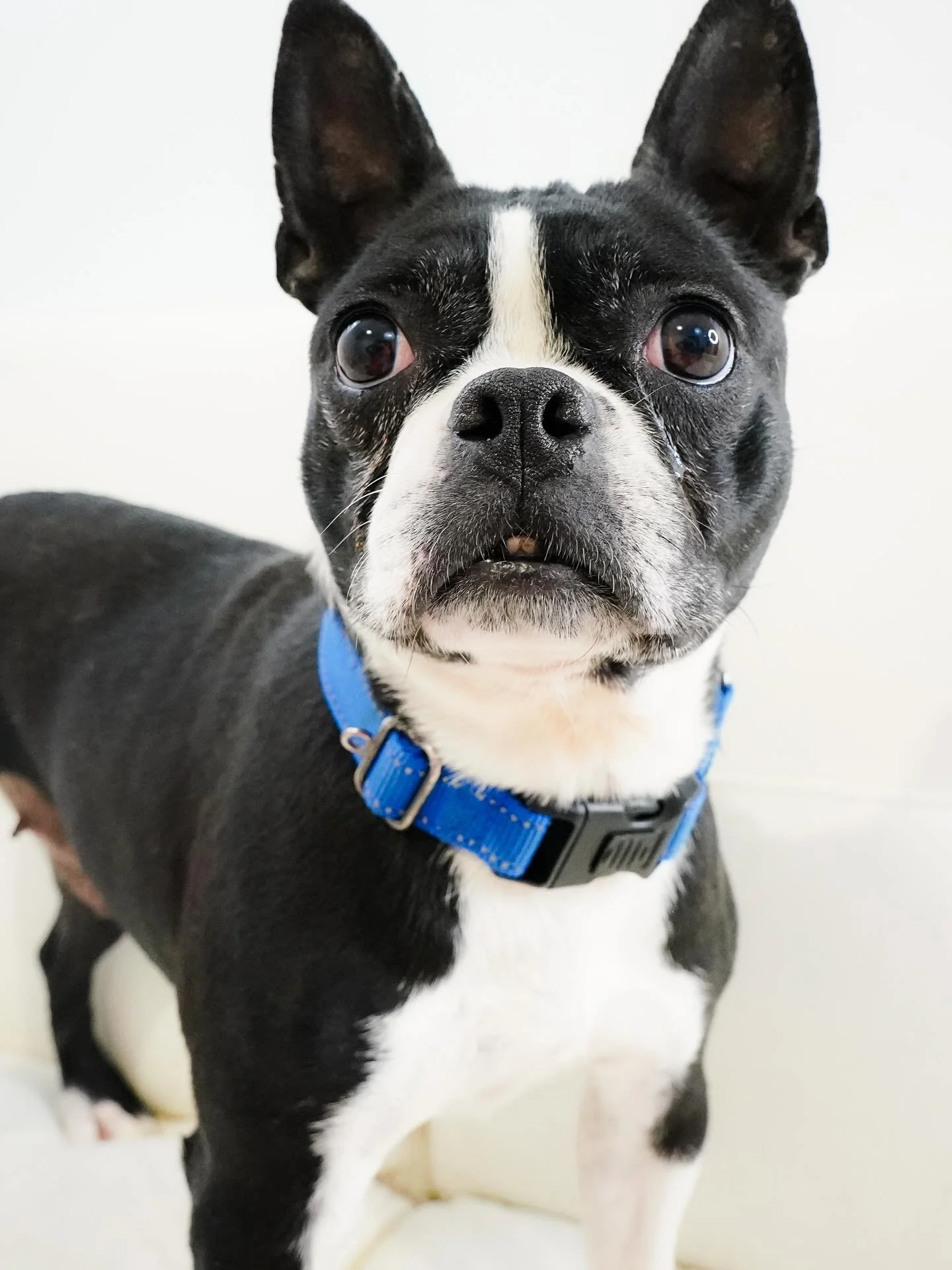 Where oh where are our boston terrier lovers?! 

These two ladies are looking for foster homes to show them the good life! Discarded from the commercial breeding world, their days in cages are behind them and they are ready to embrace the finer thing