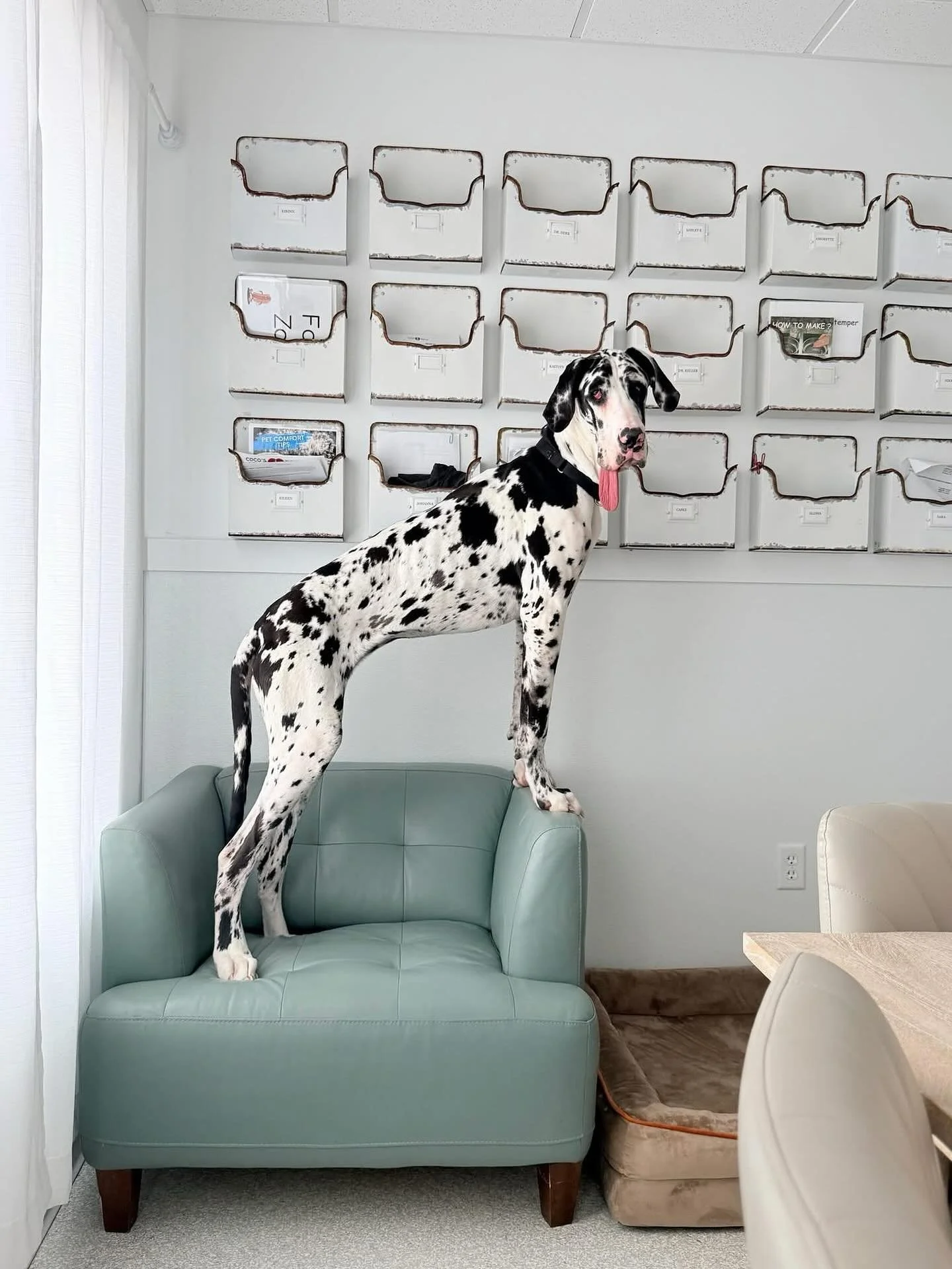 Poe is searching high and low for her forever family; where could they be?! #housecow #thebiggerthebetter 🖤🤍