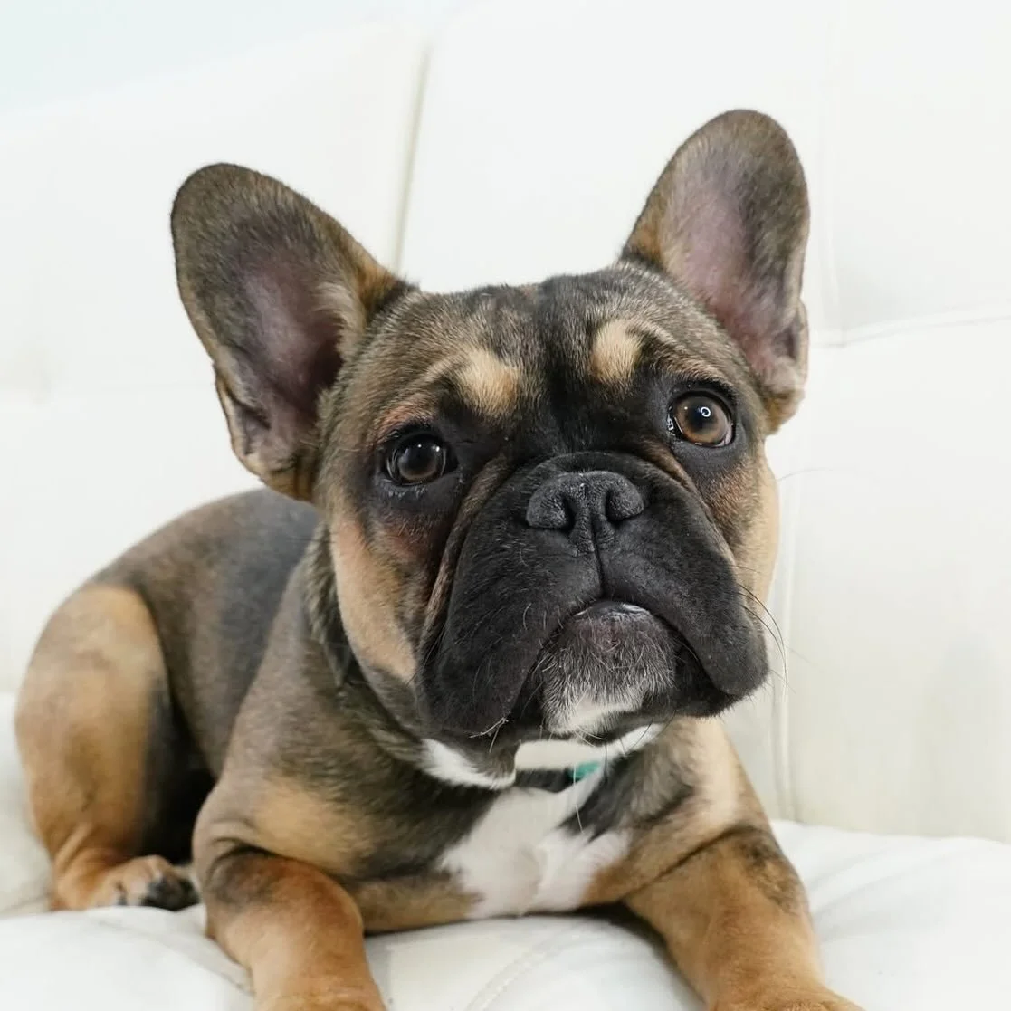 Welcome to Coco&rsquo;s Heart Zoey! 

This beautiful 7 month old frenchie arrived to rescue recently and quickly makes friends! She is a lovely girl who has her paws crossed to find her forever home soon.

For more information about her and our adopt