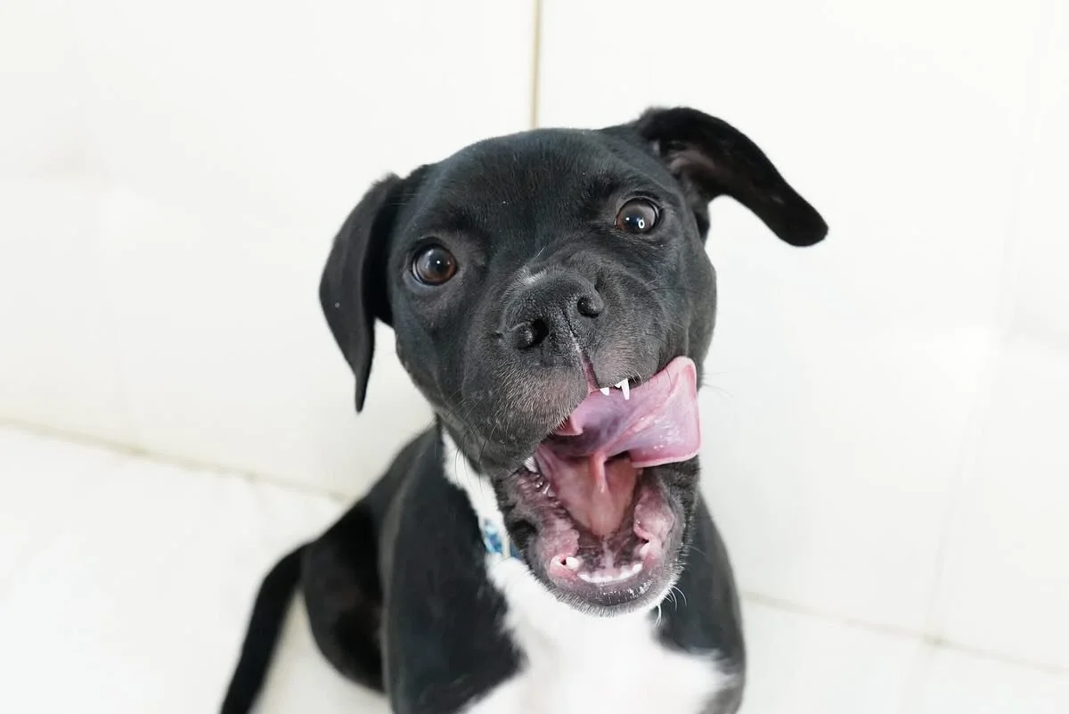 Ohhhh nothing to see here... 

Just the most cutest puppy named Pudgey in the whole wide universe 💙

This handsome pup dreams of finding his forever home soon! Head straight on over to our CHDR website to apply to meet him!