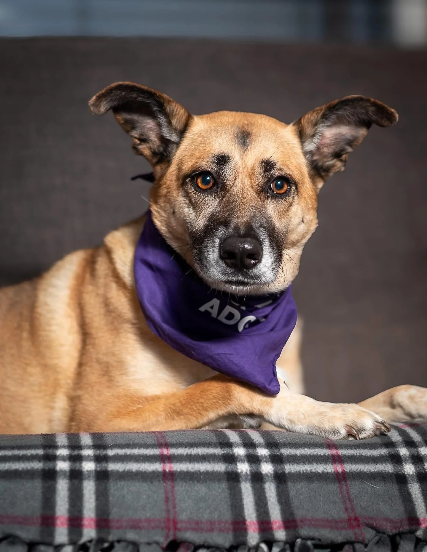 Sandy is a beautiful adult shepherd mix who arrived to rescue from our Out of the Cold Rescue Effort last November and has been waiting so very patiently to find her forever home. 

She is a lovely girl who would love to meet you soon! For more infor