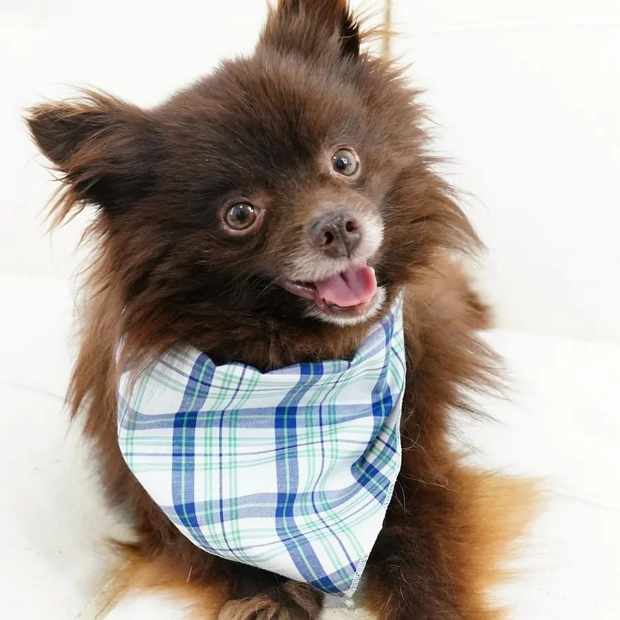 Treacle; Sweet as a Truffle &amp; Twice as Small! Meet Your New Shadow. At just 6 pounds, this 7-year-old Chocolate Pomeranian is a tiny bundle of pure devotion. After spending his first seven years in a commercial breeding facility, Treacle is final