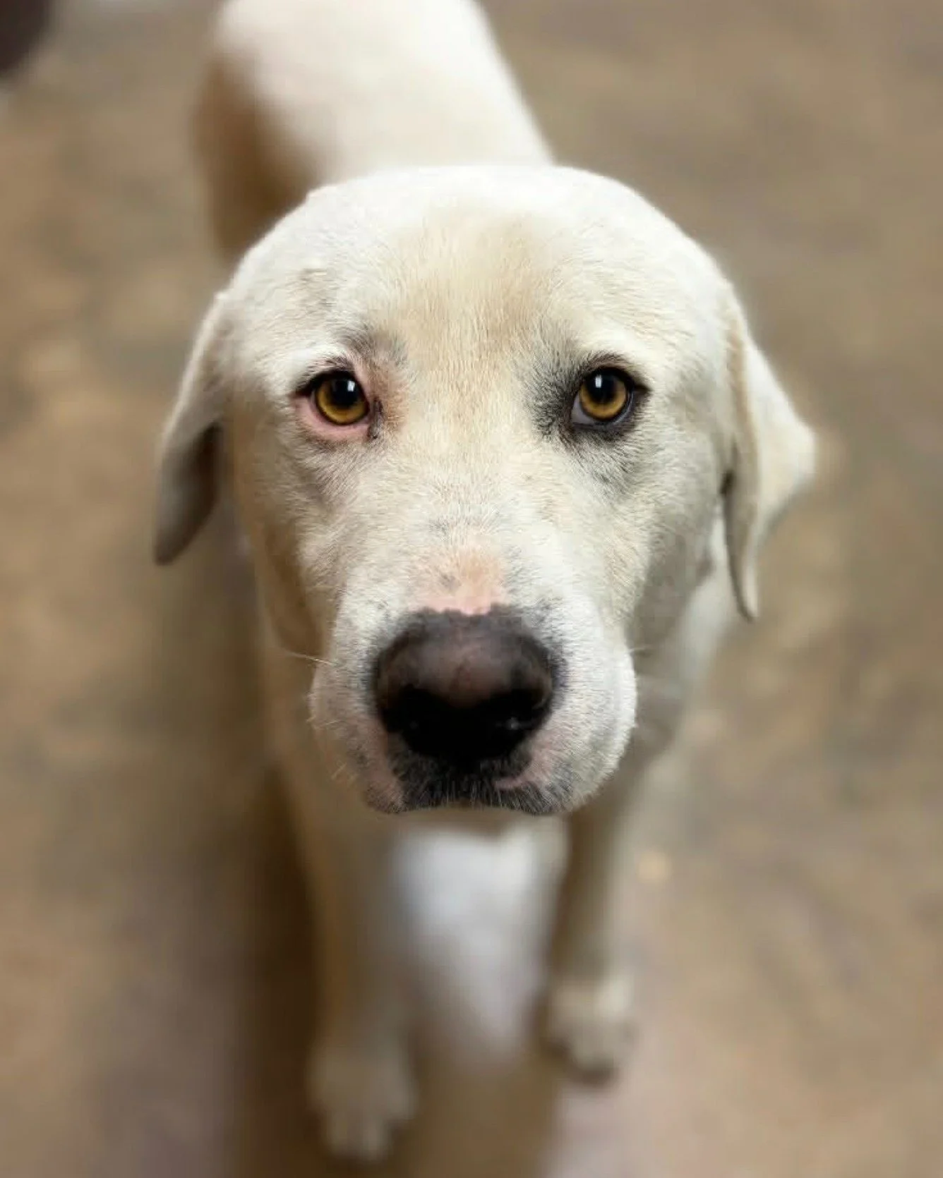 Linus is hoping his adorable puppy eyes will help him find a foster home! Is it working? Could that be you?? 

He is a young adult (around 2 years old), sweet boy. Thankfully for you, he is out of the chaos of puppyhood, ready to melt hearts and cudd