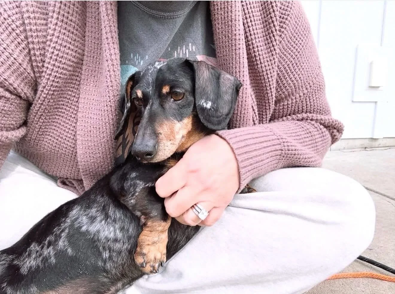 Welcome to Coco&rsquo;s Heart Rigatoni, the teeny tiny little dachshund! 

He arrived recently to town and is already loving life as a lap dog! He&rsquo;s cute as a button, has a multicolor coat, and rides extra low. We found Rigatoni to be heartworm