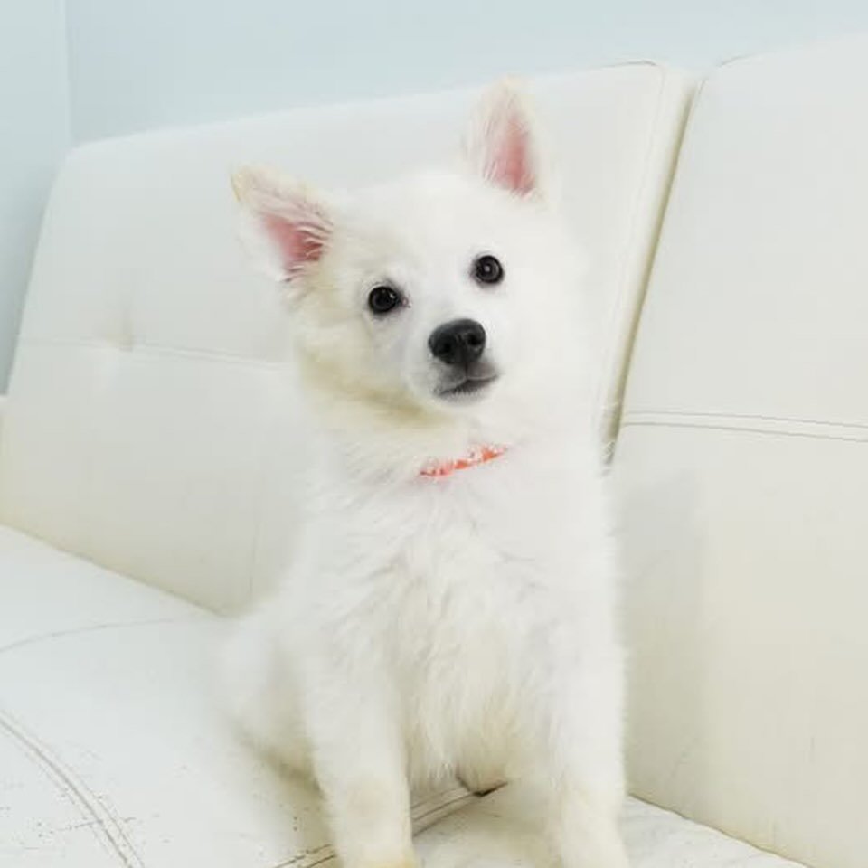 Spring has officially sprung, and so have these little fluffy bunnies&hellip; wait&hellip; puppies!

Meet Peter, Flopsy, Hopscotch, Scamper, and Hopsy...five American Eskimo cuties who look like they hopped straight out of a springtime storybook. Wit