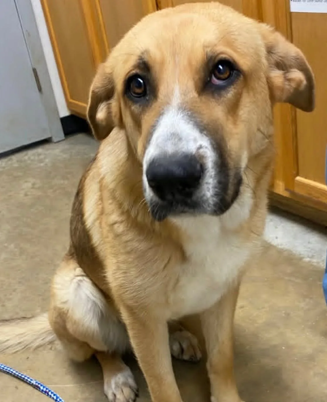 Oh Mila--- We're not sure how but Mila hasn't found a foster family yet. She is one of those old soul, sweet, gentle heart dogs. She aims to please, wants to love so hard and is hoping that despite so many dogs needing help, someone sees her and says