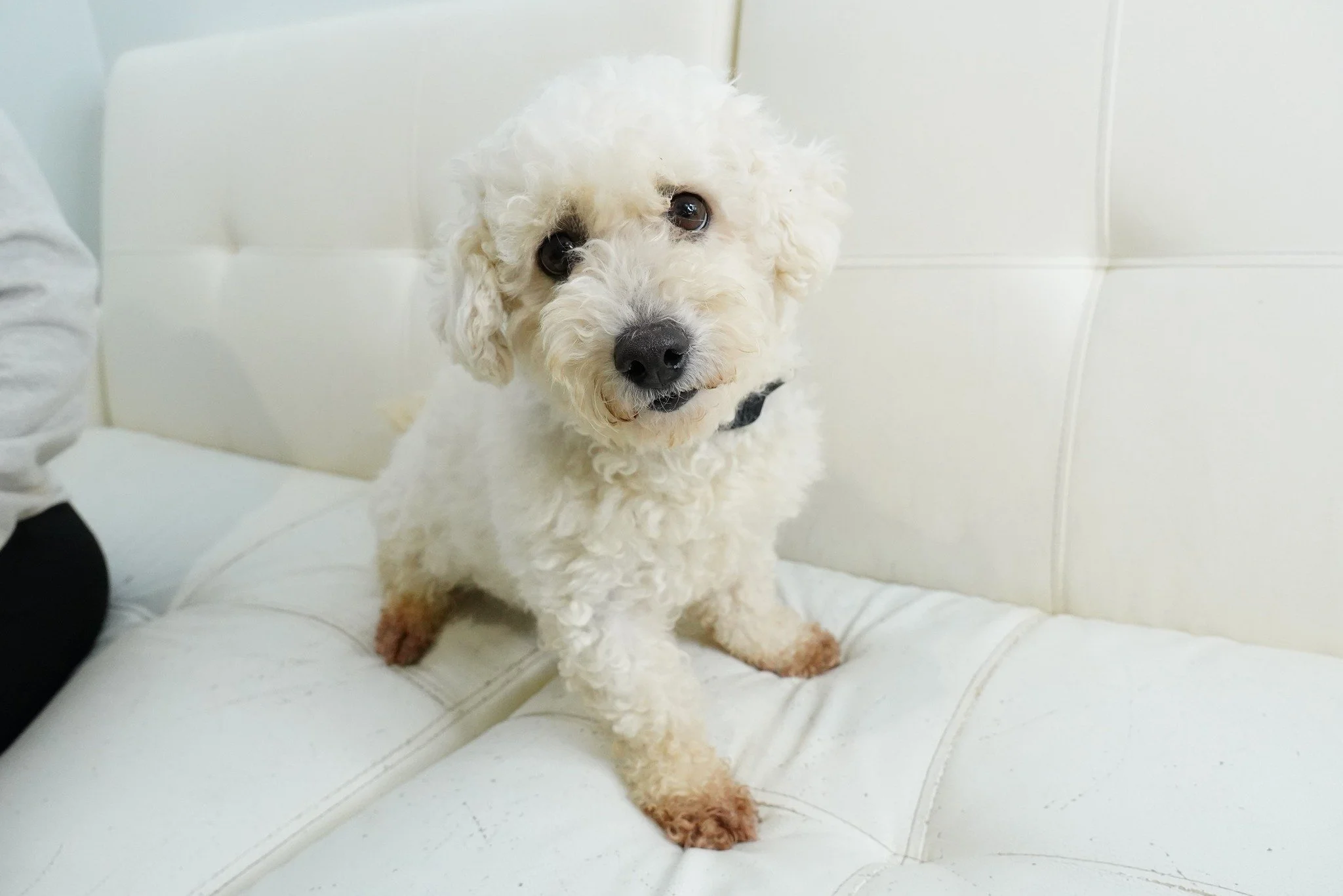 Oh no! We have a handful of Bichon's needing foster homes. They were recently discarded from commercial breeders and would LOVE foster homes with other dogs to learn the ropes! This breed is known to be playful and affectionate, they are also are con