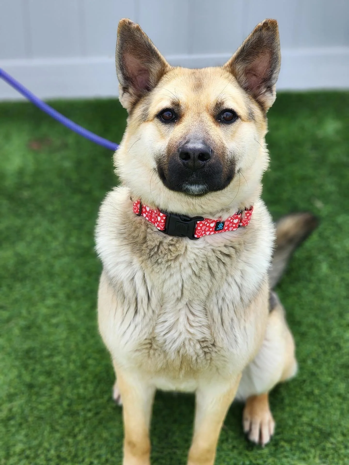 Surprise! Jada who arrived yesterday from rural North Dakota is expecting puppies! 🤦🏼&zwj;♀️ Sooo.. now we must pivot from searching for a foster family to looking for a whelping foster to welcome Momma and provide a safe, loving space for her to h