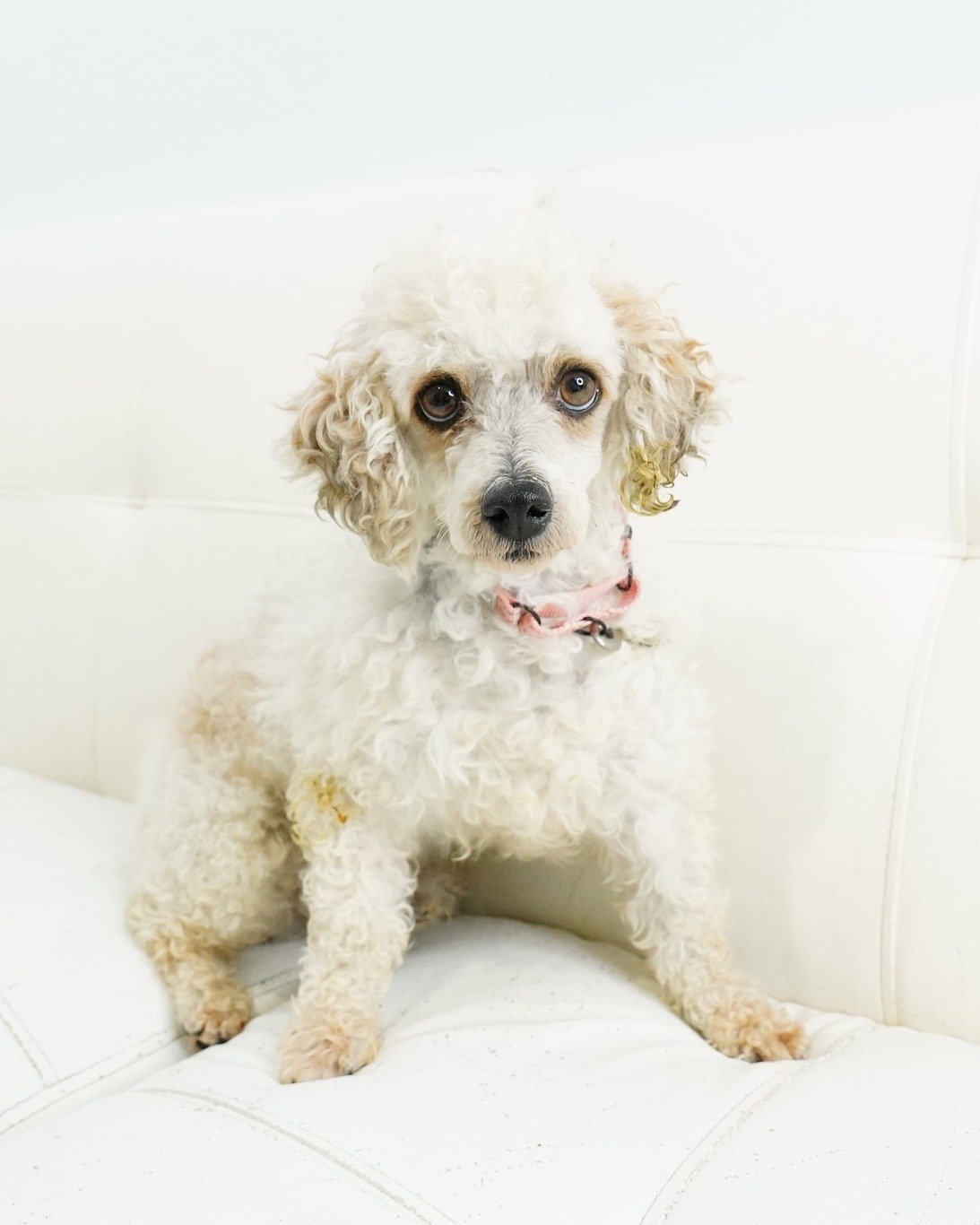 **FOSTERS NEEDED**

Wilfred is one of many mini poodles who was recently discarded from the commercial breeding world... he wasn't sure why they didn't want him anymore after many years of doing his "job" but has learned quickly it was a gr