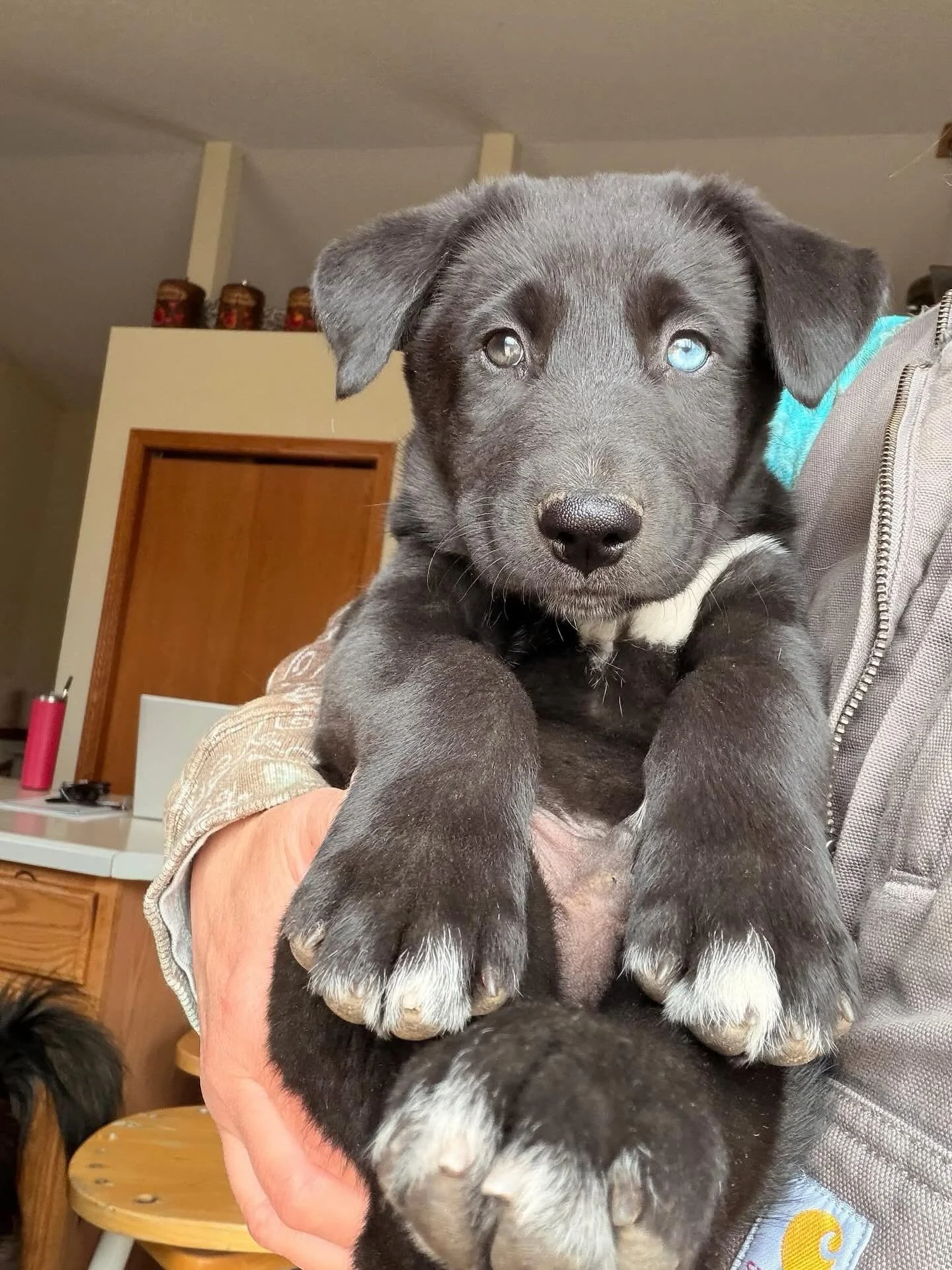 Hello Everyone! My name is Onyx and I am one of Gemma&rsquo;s puppies. Since my mommy&rsquo;s name is Gemma my foster family wanted to name us pups with gemstone names. Onyx symbolizes protection, grounding and inner strength; the guardian stone. 

F