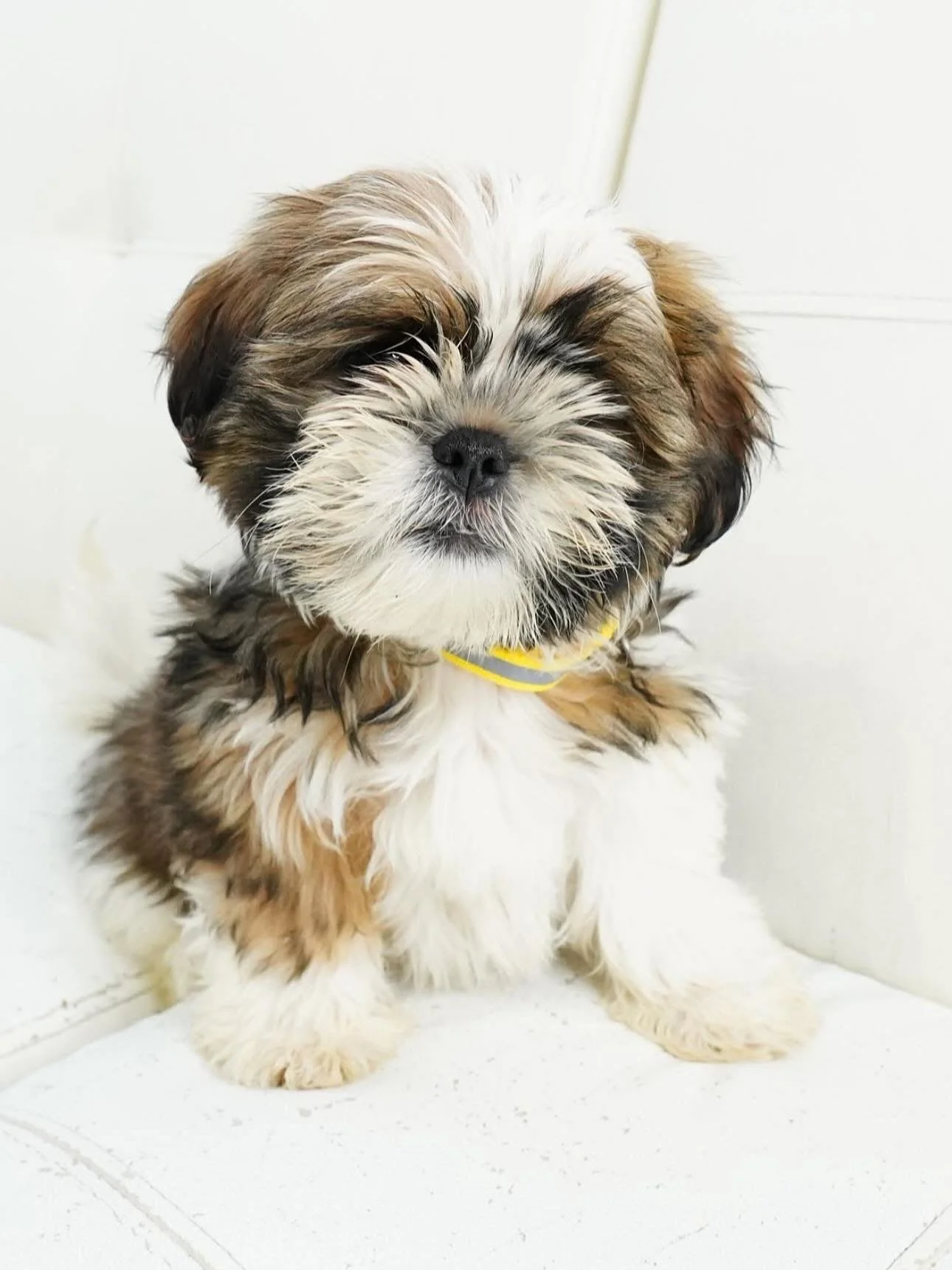 La Dolce Vita! 🍝✨ &lsquo;The Sweet Life&rsquo; is all we dream for these four little pups. Salvatore, Mario, Francesco and Luigi are adorable Shih Tzu puppies who are officially ready to find their forever homes. 

These boys are cute as a big pizza