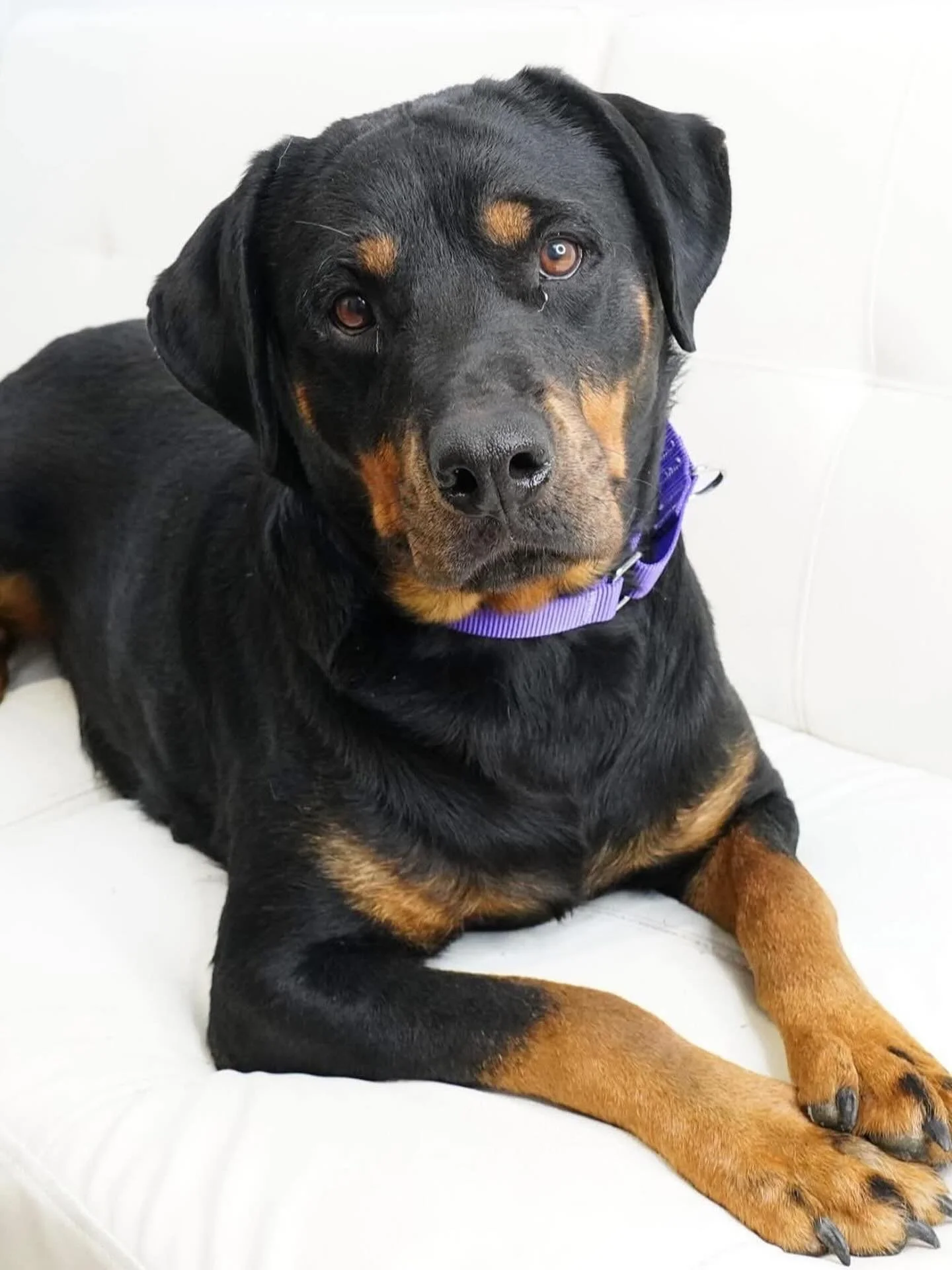 Foster Needed for this STUNNING &amp; equally sweet Rottie, Ascent! 💕 Bonus: Ascent literally gives hugs&hellip; like non stop. She lovessss hugs!! 

Ascent is hoping you&rsquo;ll open your heart and hope to her while she awaits finding her forever 