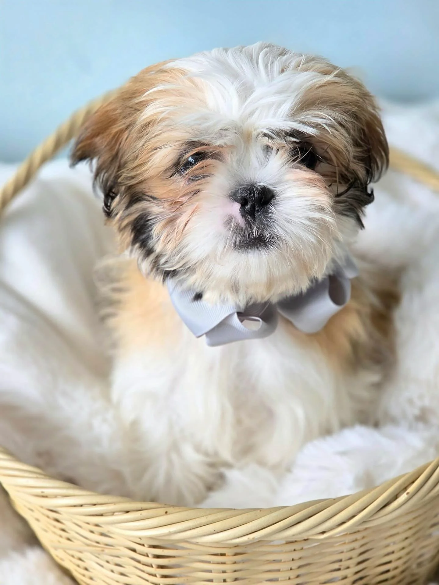 Sweet little puppy, Sergio, is &ldquo;hopping&rdquo; everyone realizes he is a Shih Tzu...and not a little bunny 💞💕

He is on the search to find a family of his very own! You can find our adoption process on our Coco&rsquo;s Heart website ❤️