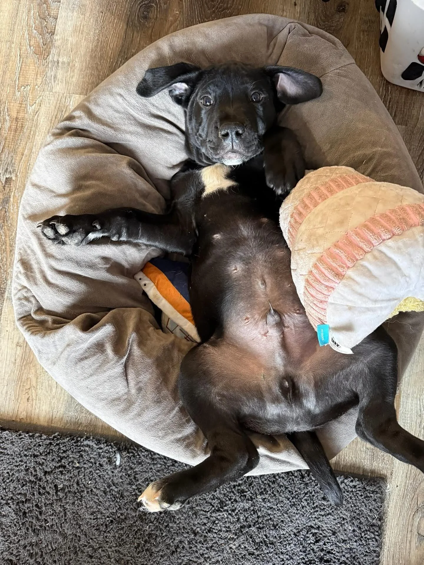 Oh sweet Mushu 💙

The last of his litter to find his forever home and he dreams each and every night of finding them soon!

You can find more information about this adorable lab mix pup on our CHDR website.