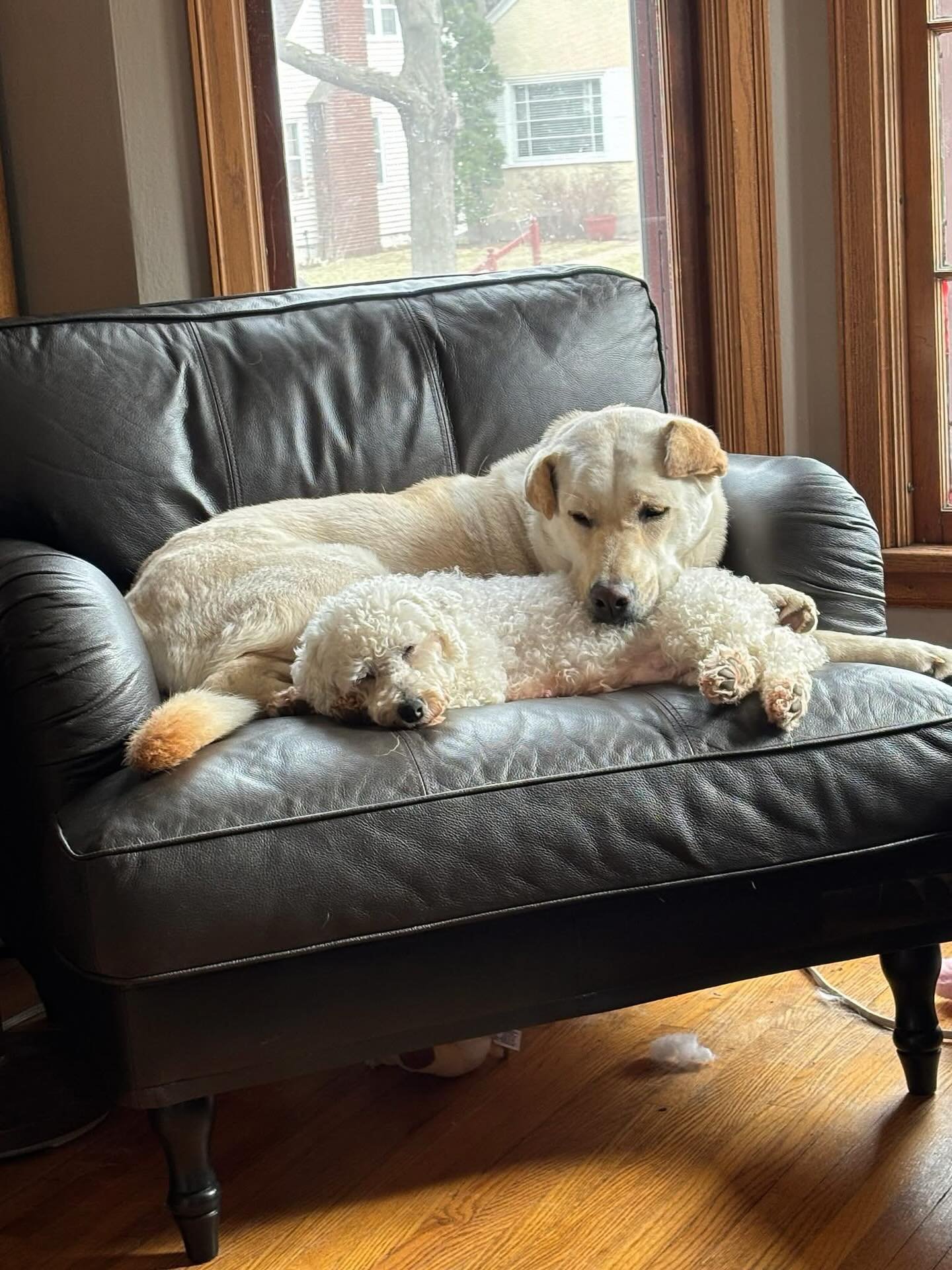 Welcome to Coco&rsquo;s Heart Nara (the little one in the photo!)

Meet Nara, a 100% sweetheart who is ready to leave her past behind and find her forever family! 

Nara is finally discovering how much fun being a &ldquo;real&rdquo; dog can be. She i