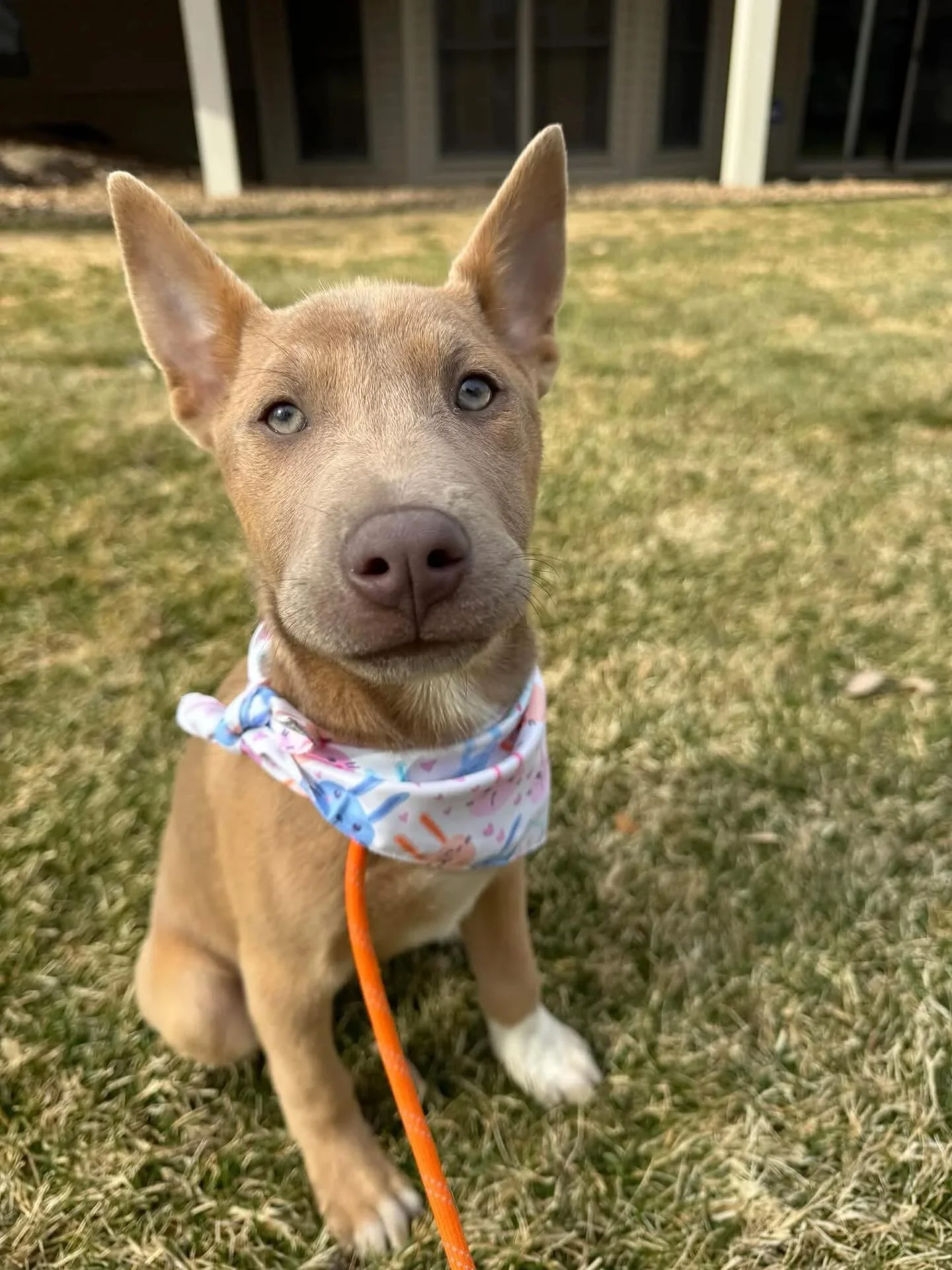 Victoria here!!!
 
I am 12 weeks old and just a tiny girl. 
Need to locate me &ndash; look for my adorable big ears!
My coloring is a beautiful fawn/grey and stunning golden eyes!
 
Foster mommy says I am a ham and a half!  I am a silly girl who&rsqu