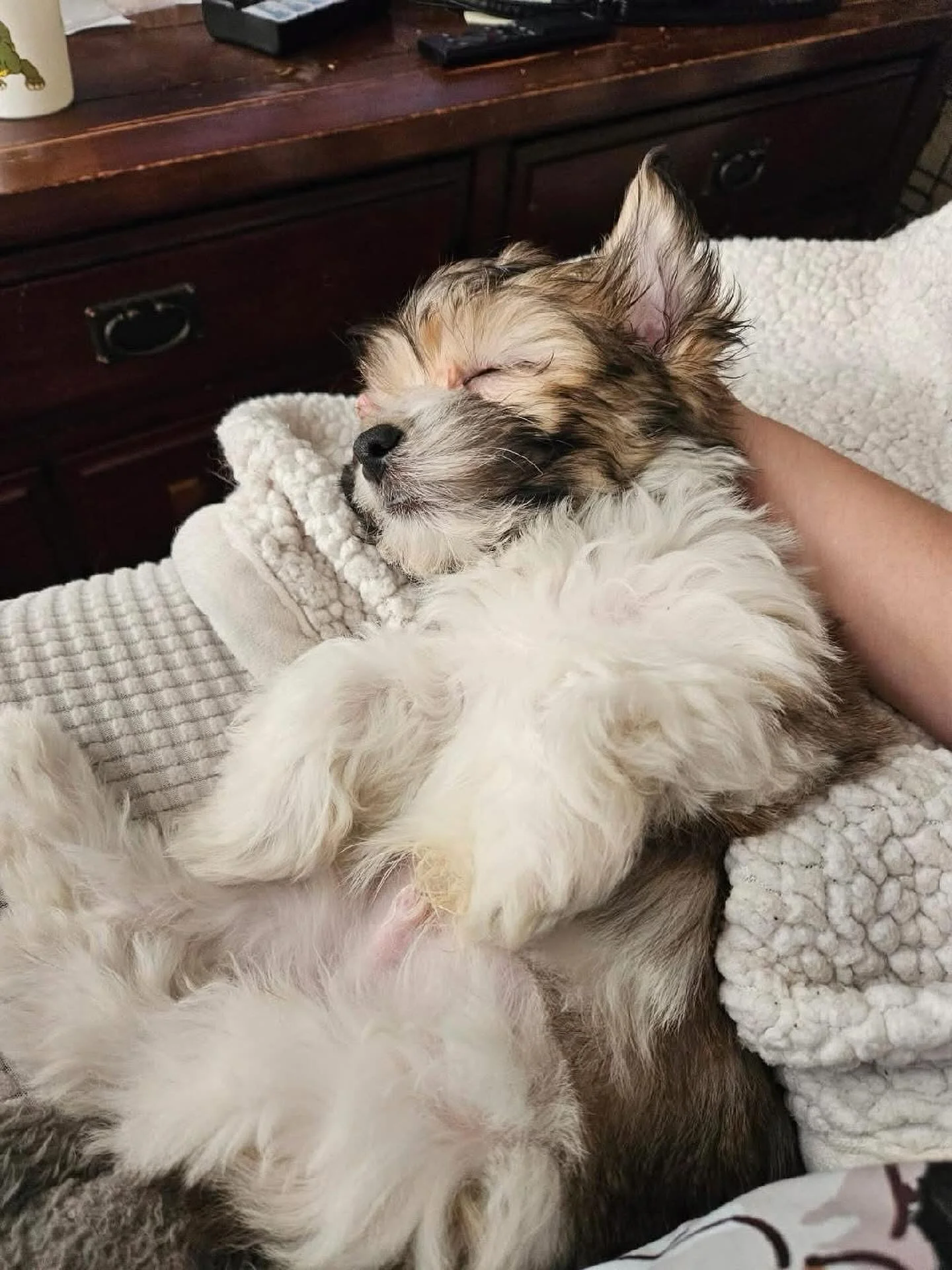 Who else is ready for their afternoon nap like Benny is?!

He is a handsome young havanese with a heart of gold who gives a million kisses a day in his foster home and is officially ready to start his journey in finding his forever home soon!

For mo