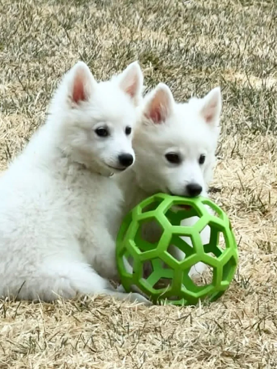 Hopsy and Hopscotch are looking for their forever homes! 💕