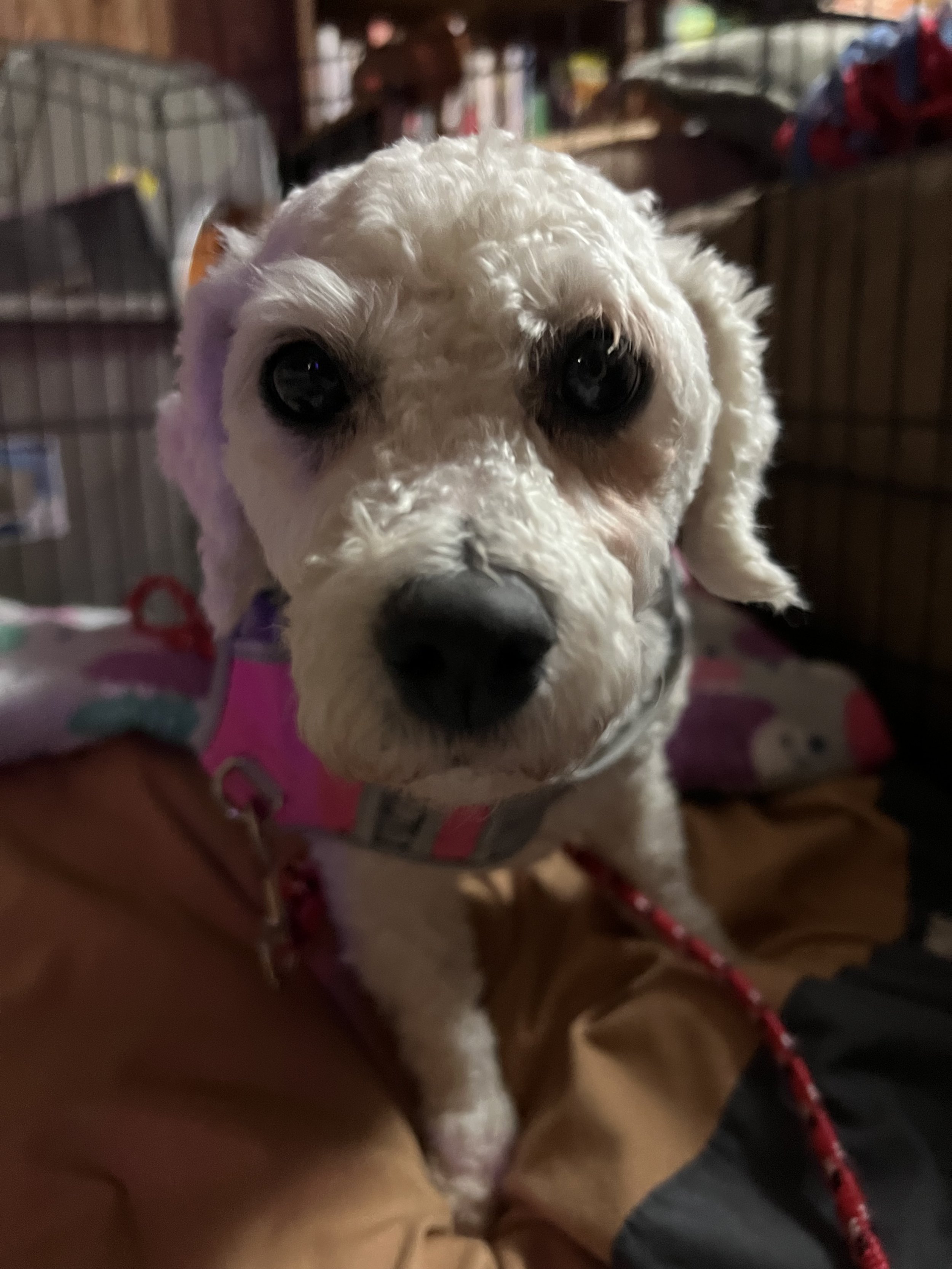 IMG_6748.jpeg