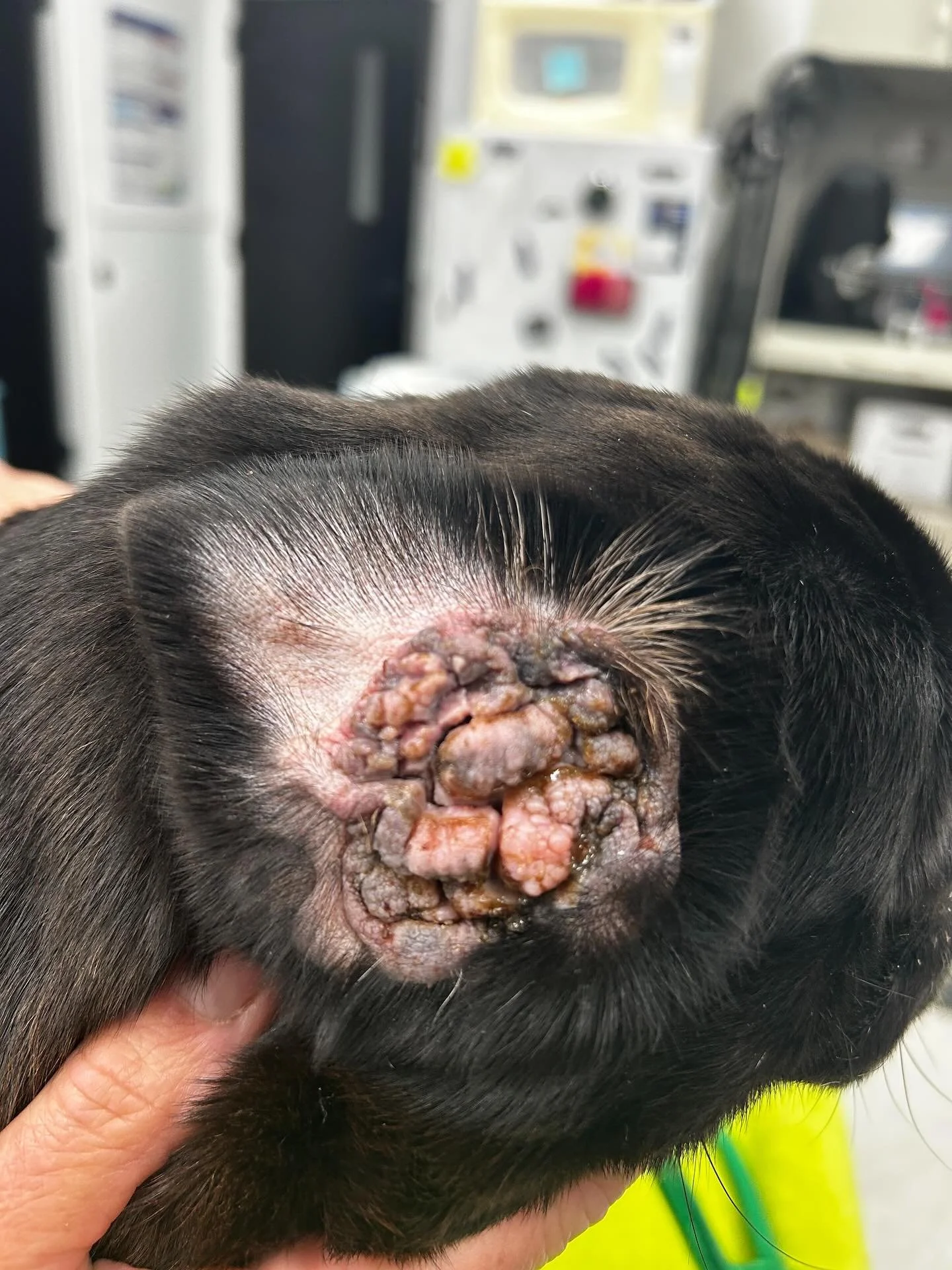 Sigh. Amber, a lovable pug who has endured so much. Her right ear&hellip; proof of constant infections, possibly masses, poor treatments (or lack of), years of ongoing issues, most likely untreated &mdash; we&rsquo;ll never know. No drops or medicati