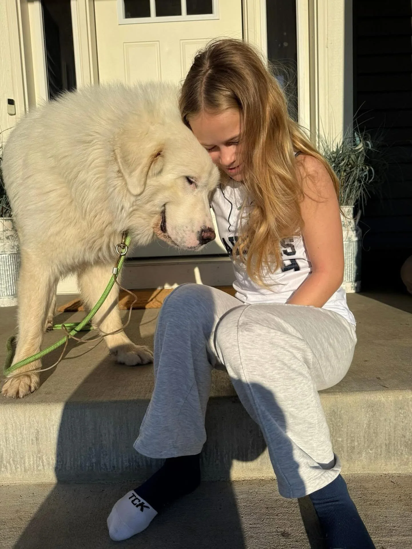 Open your home to dog in need of love&hellip; ✨

Foster needed for this beautiful gentle giant, Polar! 🤍 Please apply on our website if you can help him! He has been doing amazing at his temp foster home, they adore him but we&rsquo;re only availabl