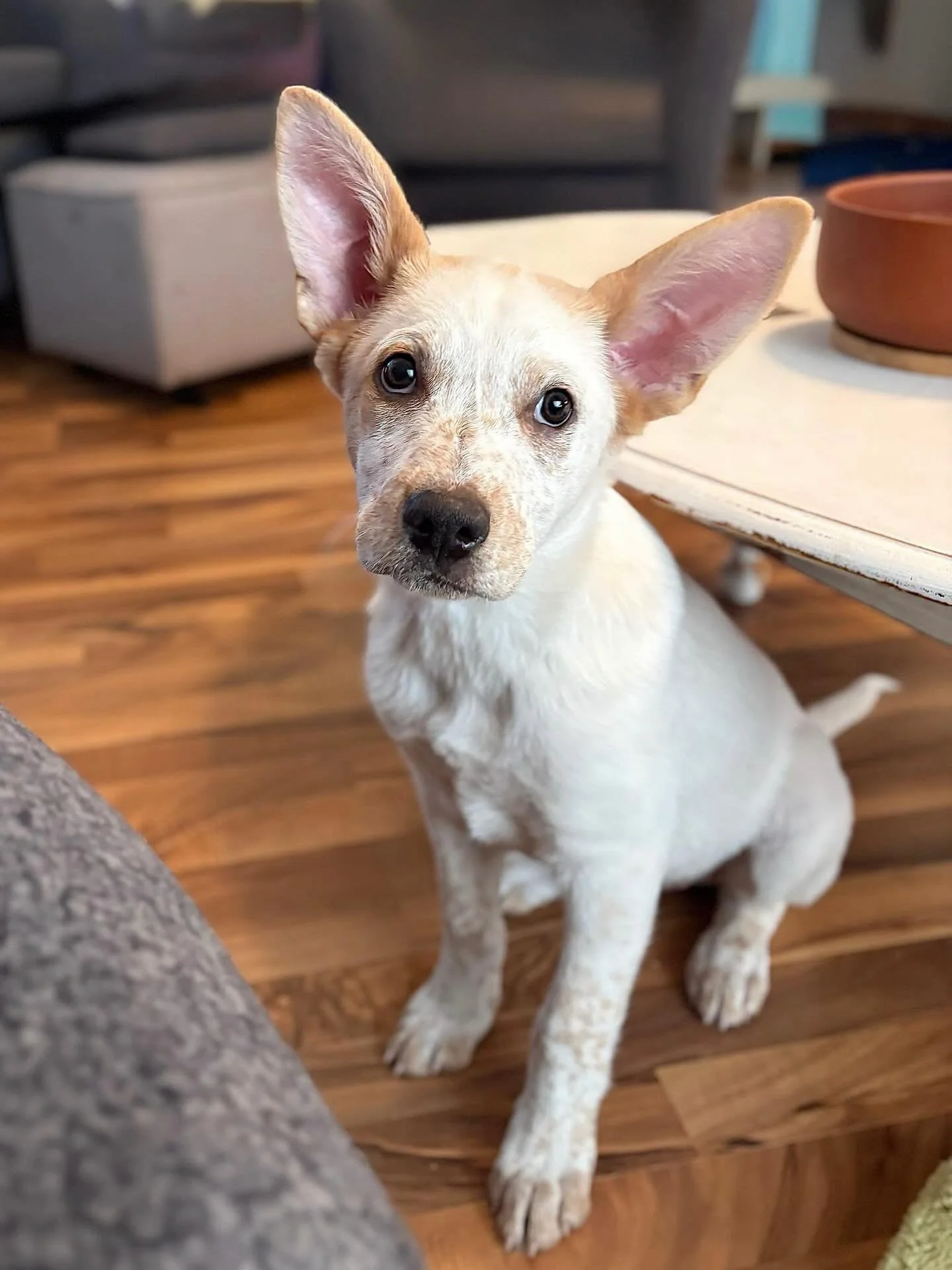 ✨ Meet Thursday&mdash;aka Tex ✨

A cattle dog mix with legendary ears (he can hear a snack bag open from miles away) and a calm, confident presence.

True to his breed, Tex likes to keep an eye on things. He&rsquo;s observant, thoughtful, and always 