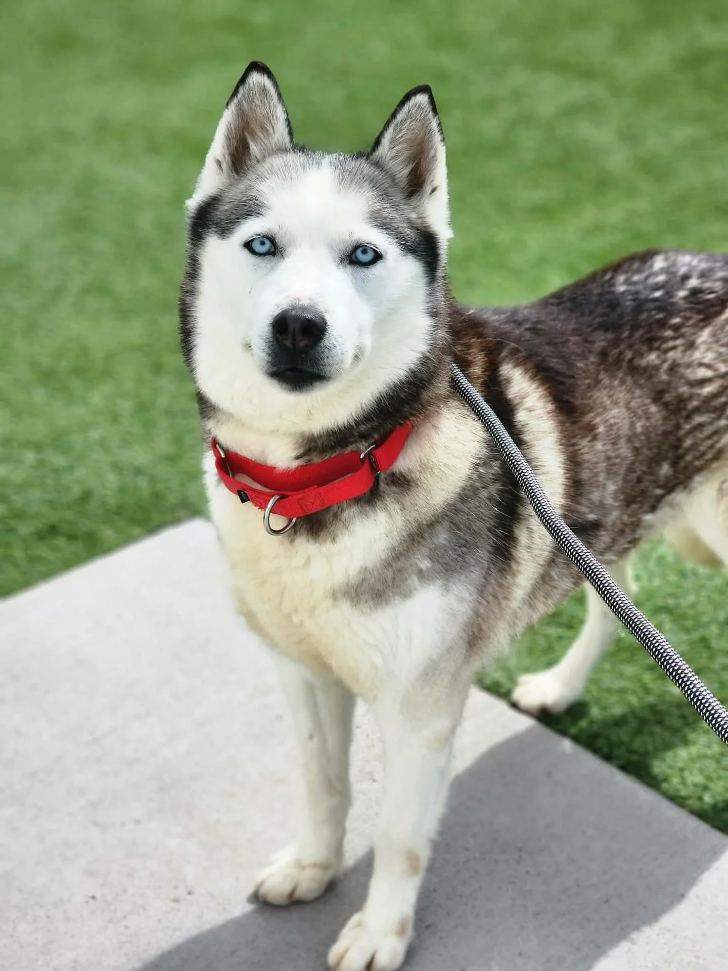 Urgent Foster Needed!

Aria is a beautiful husky (maybe a mix of some sort...maybe) who is about 7 years old and full of love to give. She was directly surrendered to rescue reported to be a pomsky but we think some information got crossed and miscom