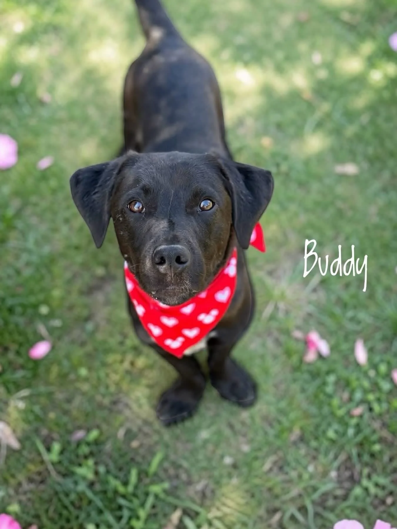 🖤Fosters Needed 🖤

We reached out to one of our long-time shelter partners down south and said, &ldquo;how can we help?&rdquo;

They said, &ldquo;lab mixes, lab mixes, lab mixes!&rdquo; and sent us so many photos of beautiful, deserving, young, fri