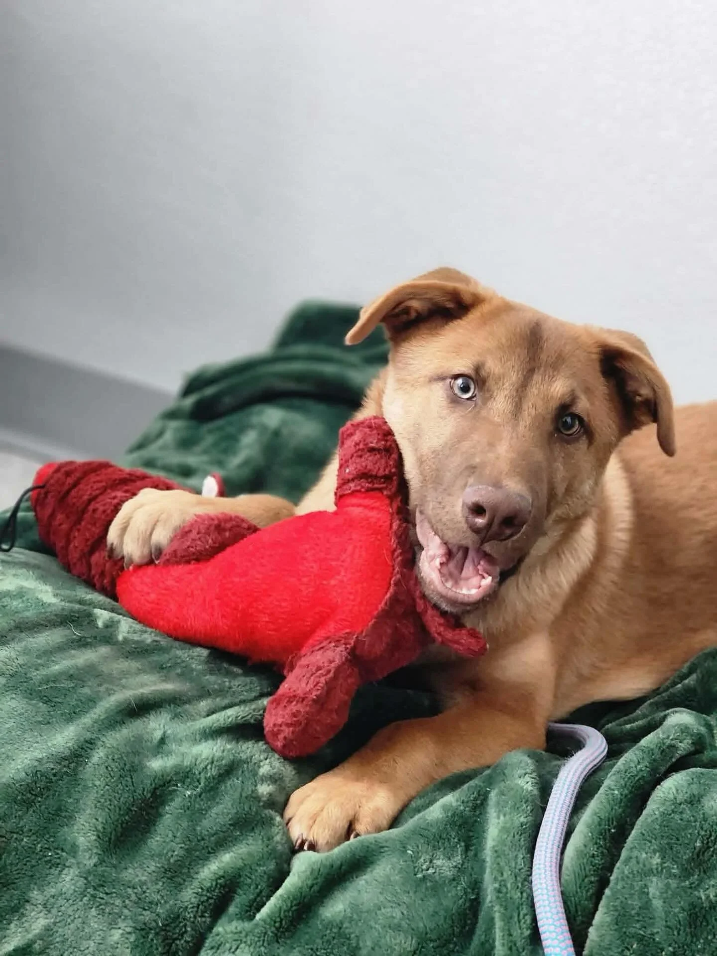 Whose looking for the perfect pup, the goodest boy, the cutest of them all?! Van is the boy for you!! 💕🏆