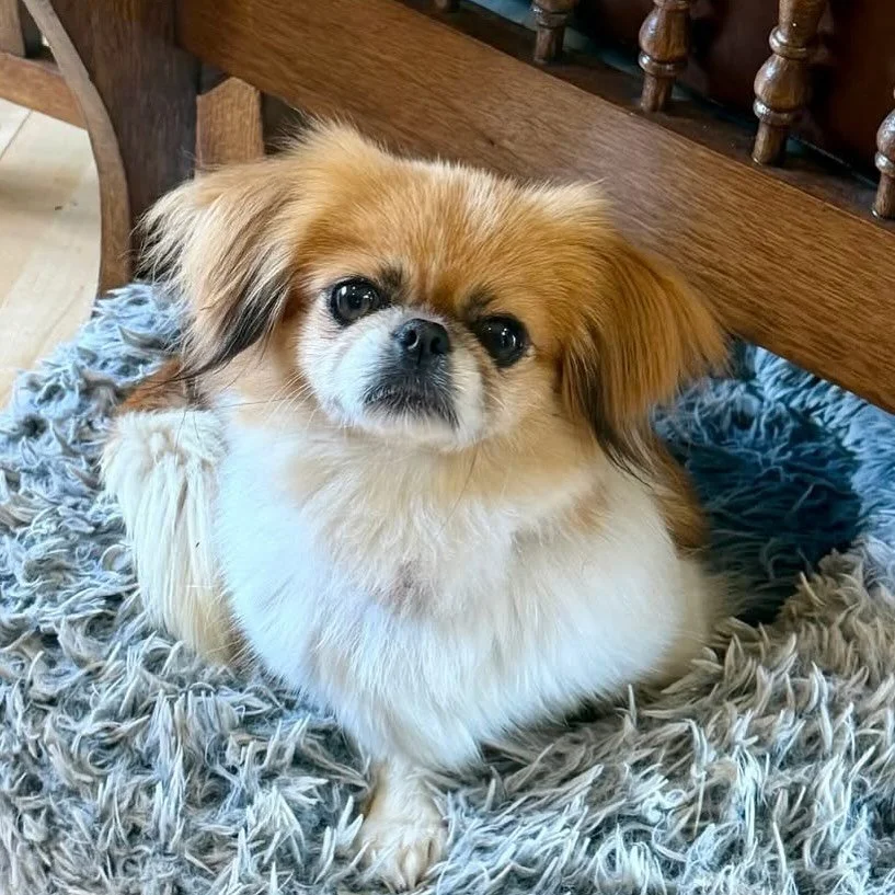 Boo Berry just checking in as she waits patiently to find her forever home. She is a stunning and adorable adult pekingese who hopes to meet you soon!

For more information about her and our adoption process, head over to our CHDR website.