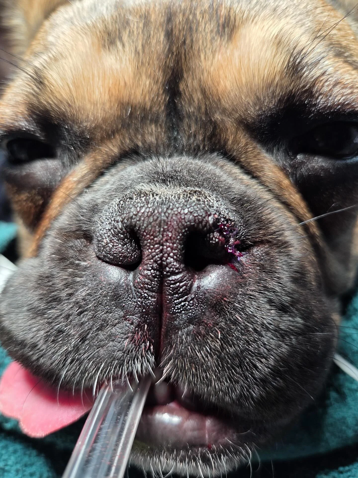 Helping Zoey breathe again&hellip; 

It&rsquo;s no secret, our frenchie / bulldog friends need a lot of extra TLC and can be very expensive. Zoey pictured is in surgery today 🫶🏻, can you guess what procedure is being completed in picture one??? 

I