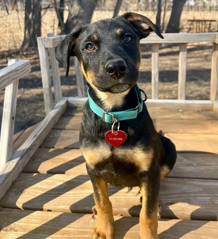 Showcase alert&hellip;. 😍

Wall-E-Bot &amp; Emu are heading to Puppy Showcase and will be so excited if you stop in and spend some time with them! They will be hanging out tomorrow (Wednesday)at Angel&rsquo;s Pet World from 11am - 2pm. 

Be ready fo