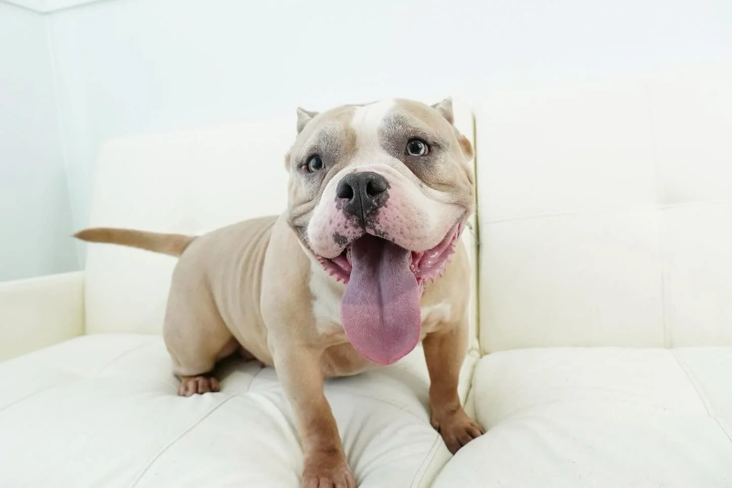 Welcome to Coco&rsquo;s Heart Nova! 

This big ol&rsquo; American Bully mix is equal parts sunshine and snuggles. She&rsquo;s as round as she is short, with the kind of wiggly, waddly charm that makes everyone smile. 

Think &ldquo;tiny hippo meets c