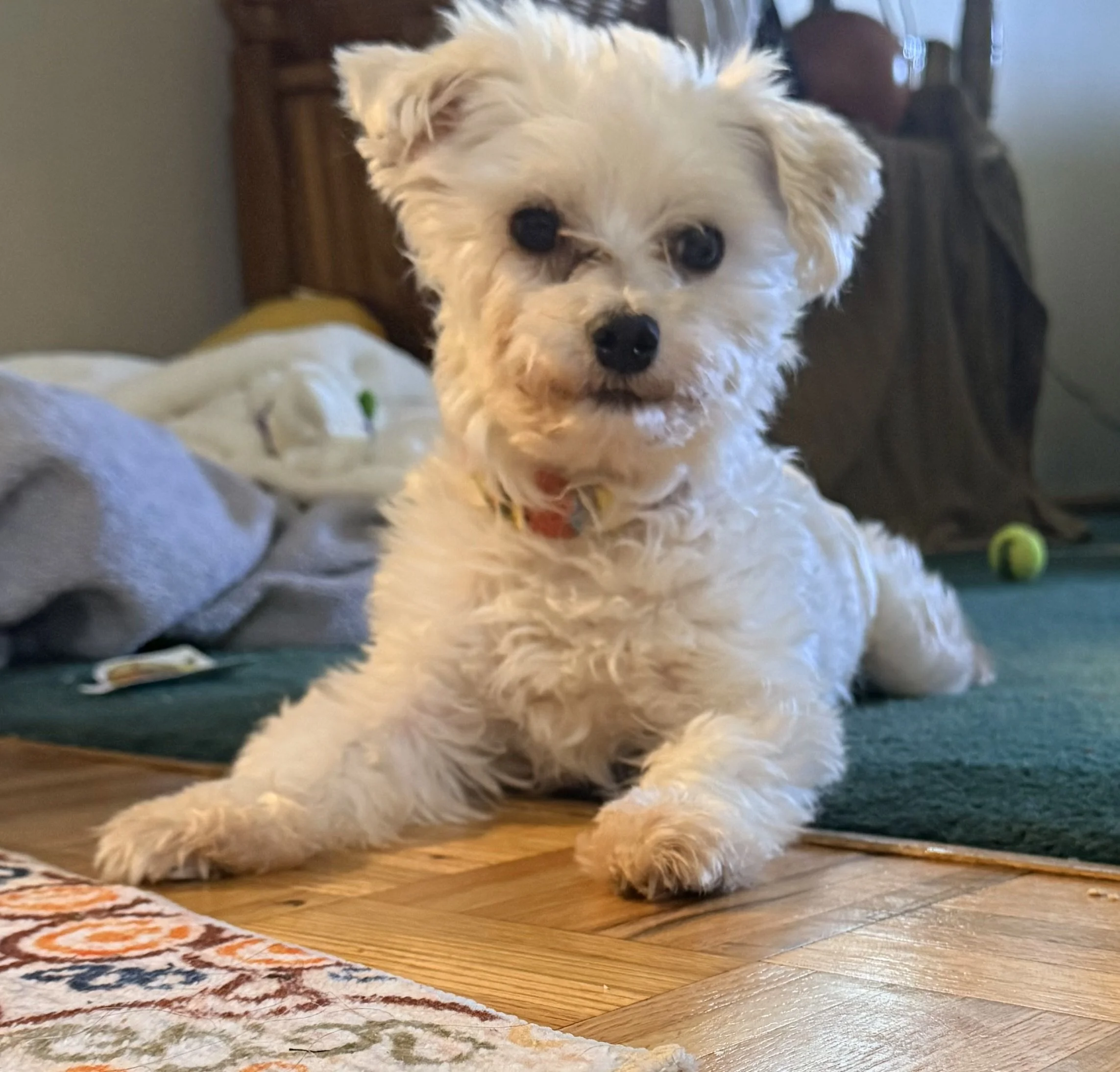 IMG_0726.jpeg