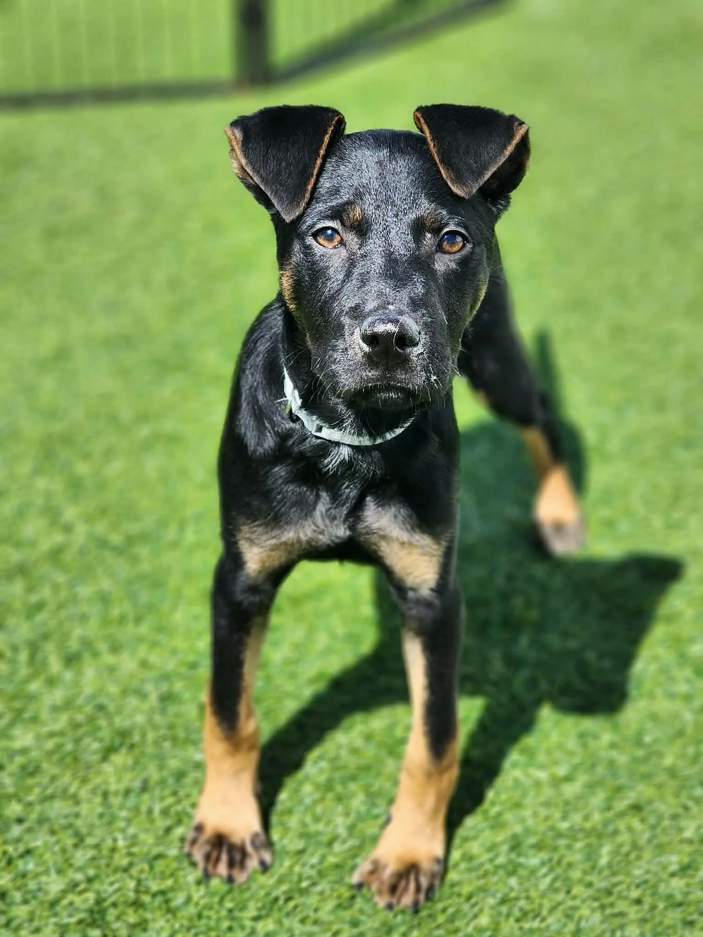 Toby needs a foster!! 🖤 Could that be you?! Apply today!