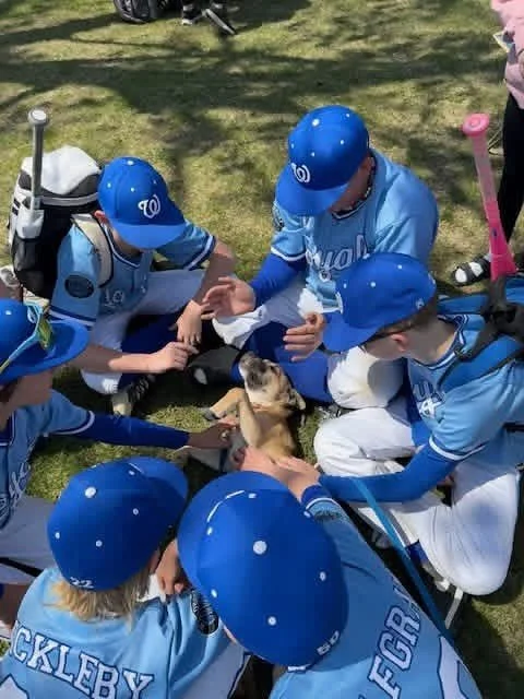 Check out this baseball lovin&rsquo; pup ⚾️

Victor is the kind of companion anyone would fall in love with&mdash;he&rsquo;s incredibly food motivated, which makes training both fun and rewarding, and he eagerly shows off his cleverness for a tasty t