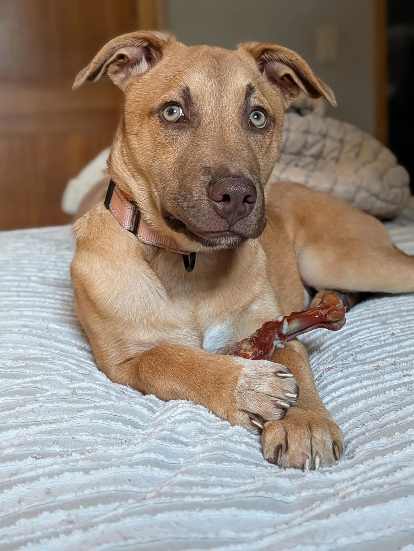 The eyes of Vannah 💕

&ldquo;Vannah is doing great!! She is so very social, with kids, adults, or dogs. He tail goes crazy and her little  butt starts to wiggle. She does great in her kennel. She doesn&rsquo;t love going in there but once she&rsquo;