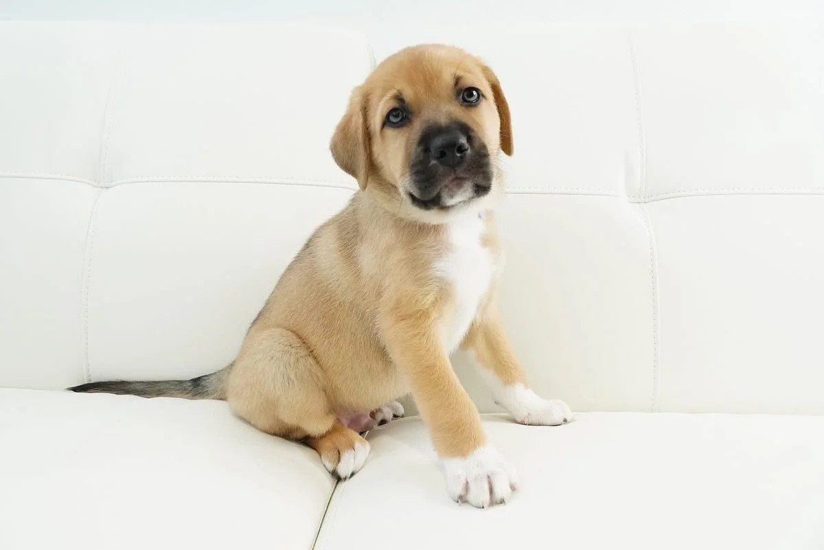 From surviving&hellip; to thriving 💛

Sweet Lovis came to rescue locally from Northern Minnesota with a litter of older puppies already depending on her. What no one expected was that this beautiful shepherd mix girl was expecting again... and she h