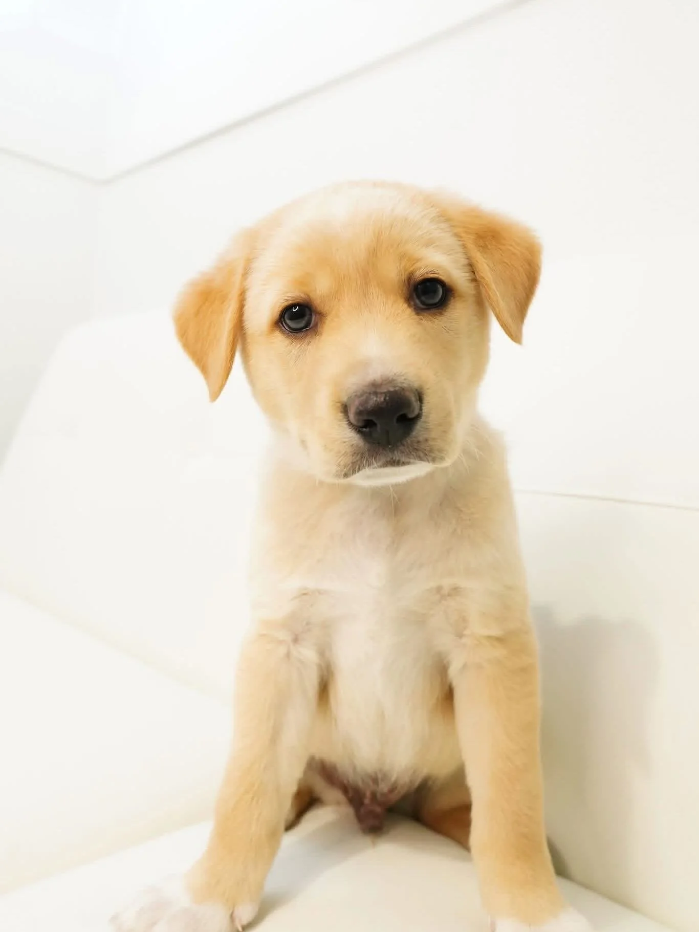 🎶✨ From &ldquo;Jolene&rdquo; to puppy dreams&hellip; introducing Dolly Pawton&rsquo;s babies and the one, the only, Dolly Pawton herself! 

These tiny country cuties are officially taking adoption applications for backup singers, cuddle buddies, and