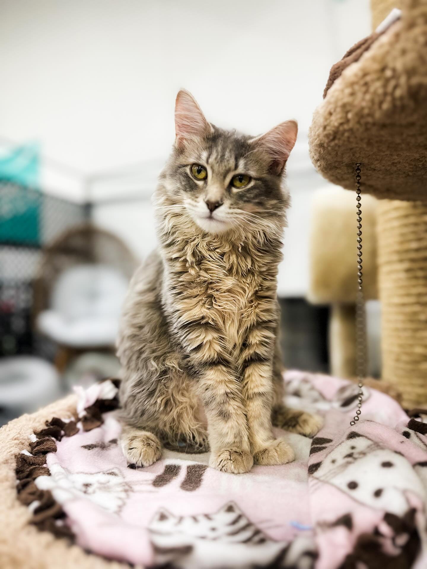 A N G E L &lsquo; S 🐈&zwj;⬛ C A T T Y 🐈 S H A C K 

Have you checked out the new &amp; amazing Angel&rsquo;s Catty Shack?! This 400 sq foot cattery located inside Angel&rsquo;s Pet World is a slice of kitty heaven, featuring a dozen adoptable Coco&