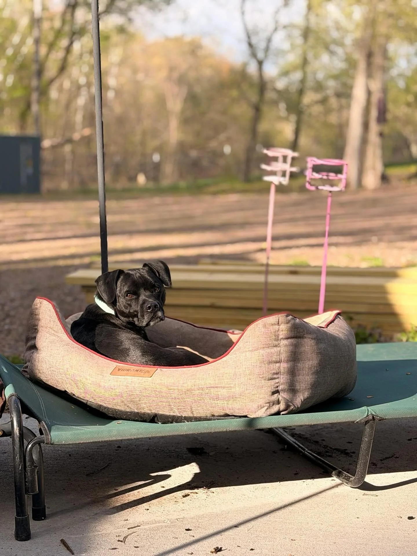 Hi! I&rsquo;m Chummy, one of the happiest dogs you&rsquo;ll ever meet. They say I&rsquo;m something like a Boston Terrier/Pittie mix of some sorts. I am eager to follow you anywhere! I LOVE to zoom around the yard and chase balls. 

I am quiet in my 